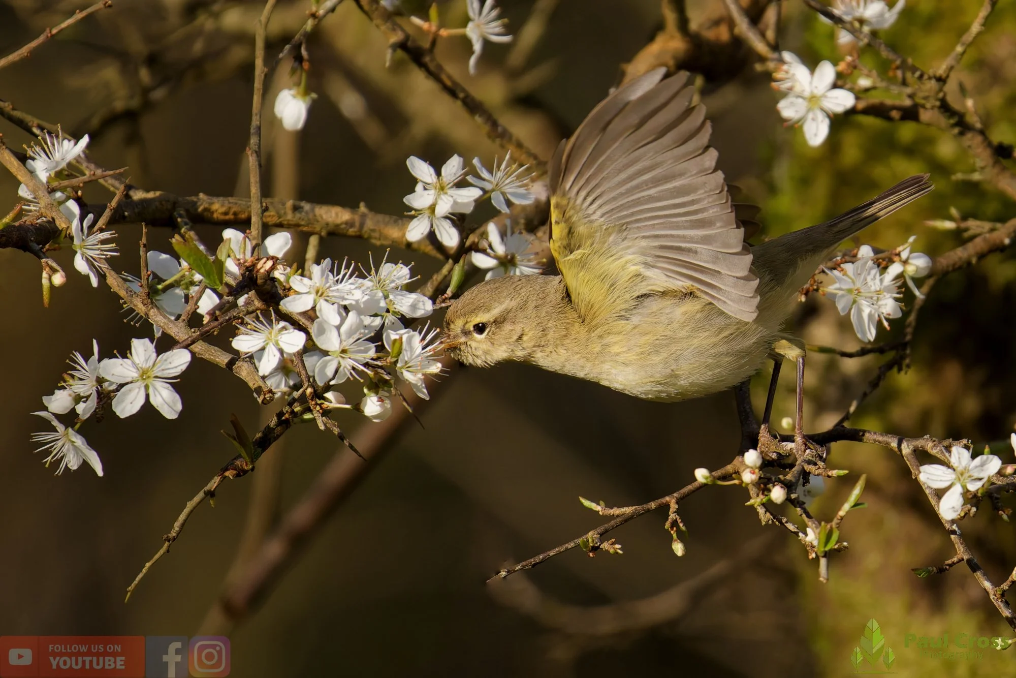 Chiffchaff-00144.jpg