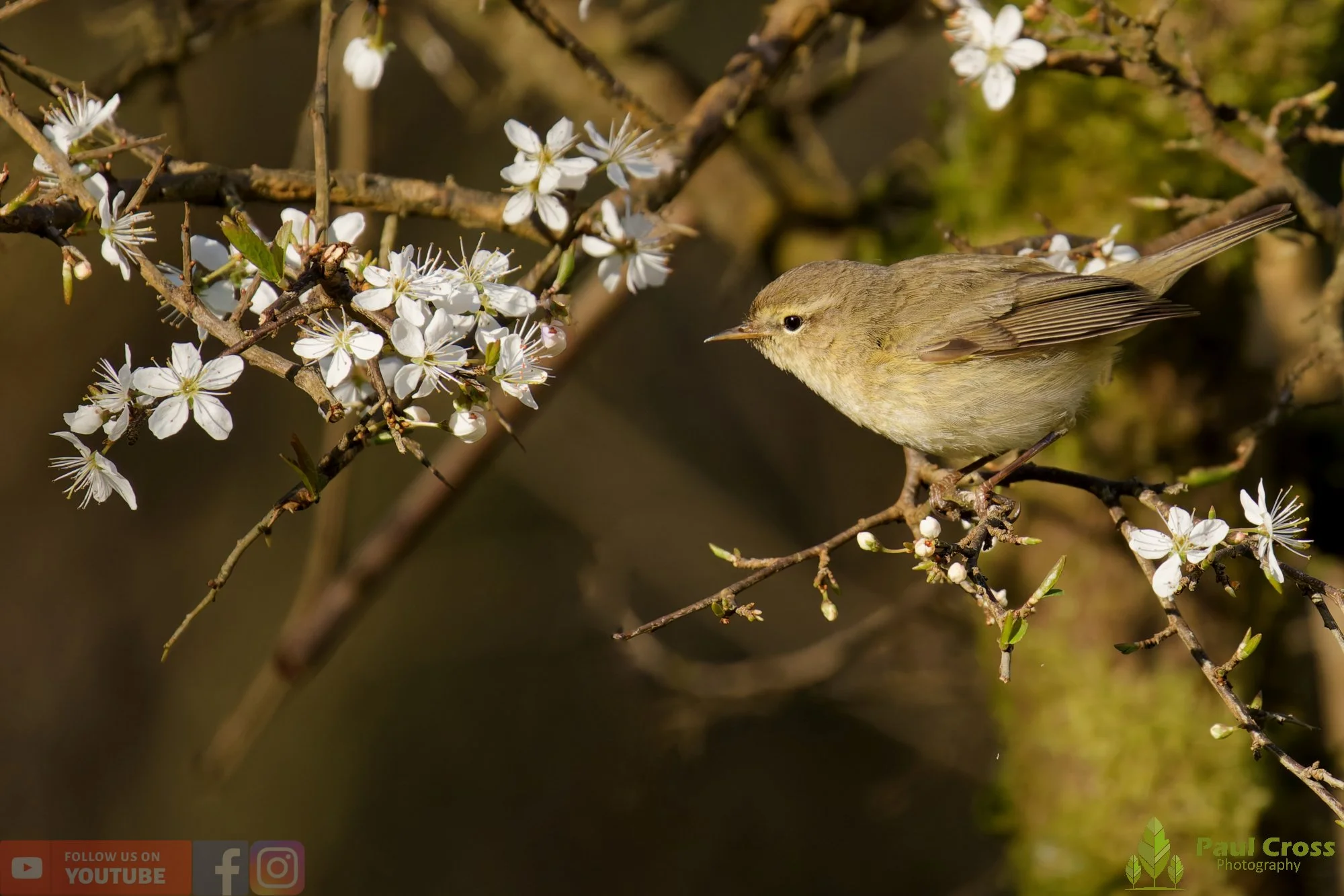 Chiffchaff-00146.jpg