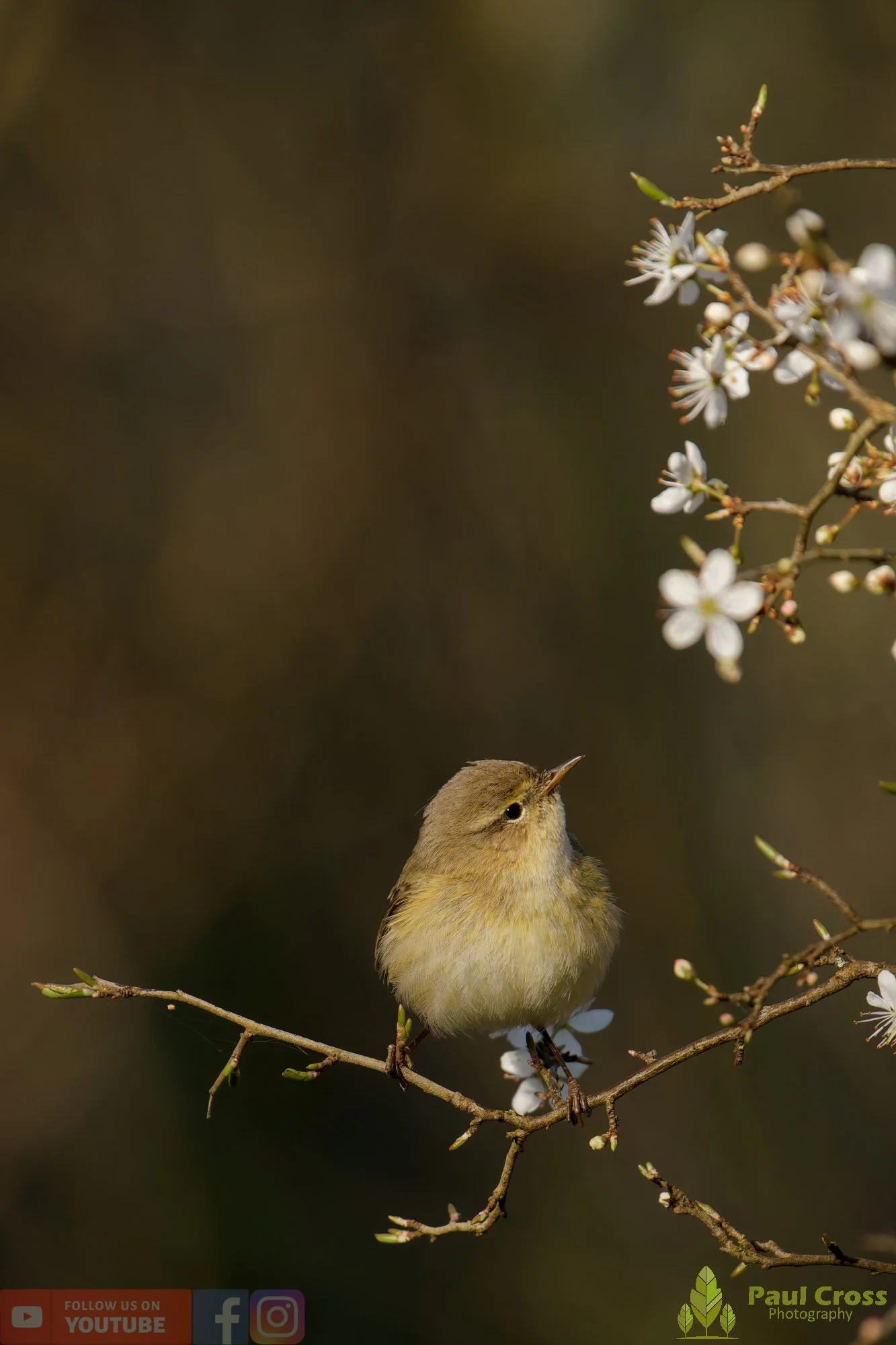 Chiffchaff-00147.jpg