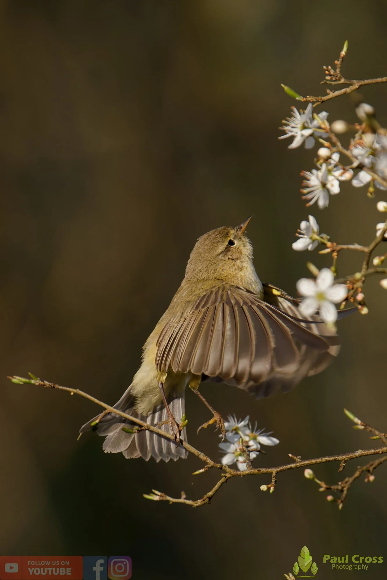 Chiffchaff-00148.jpg