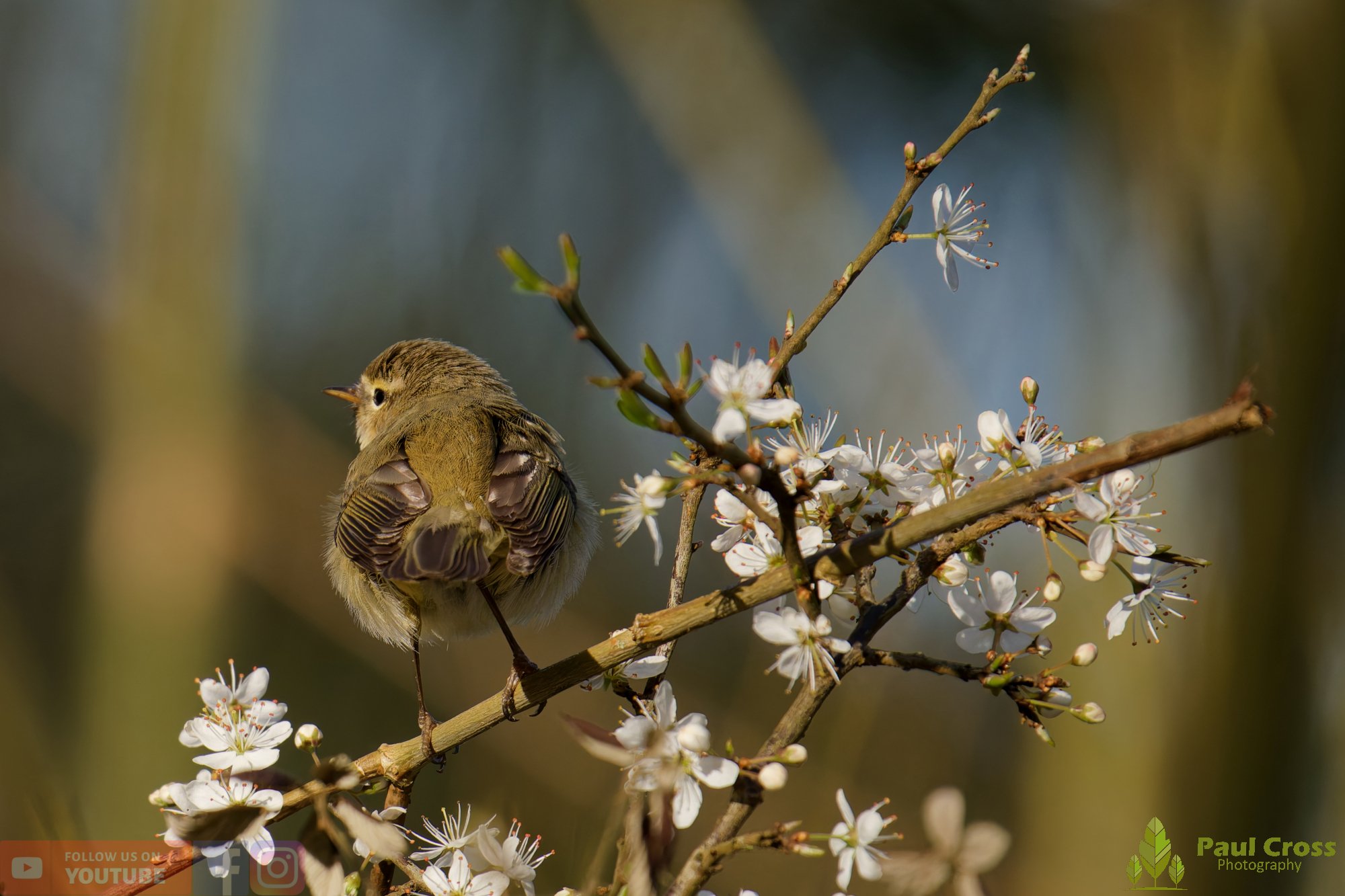 Chiffchaff-00149.jpg