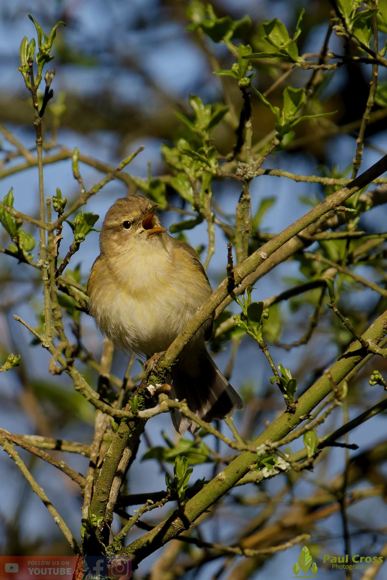 Chiffchaff-00150.jpg