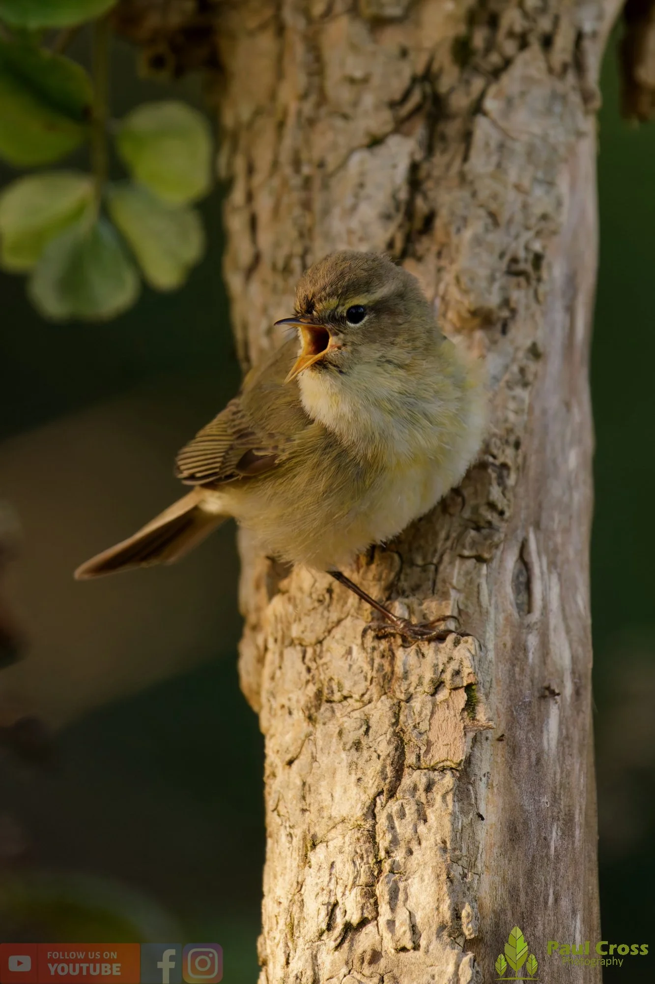 Chiffchaff-00151.jpg