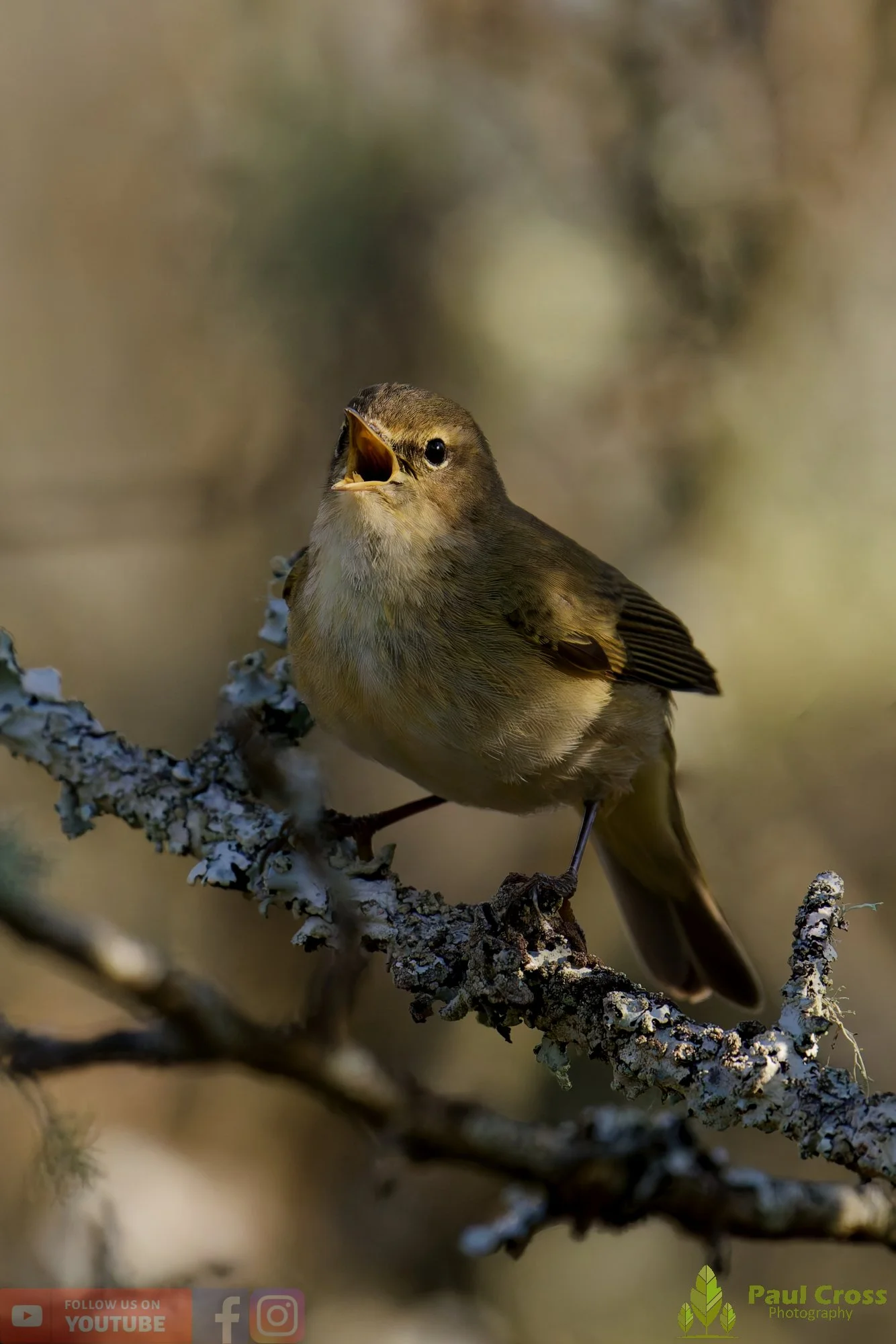Chiffchaff-00153.jpg