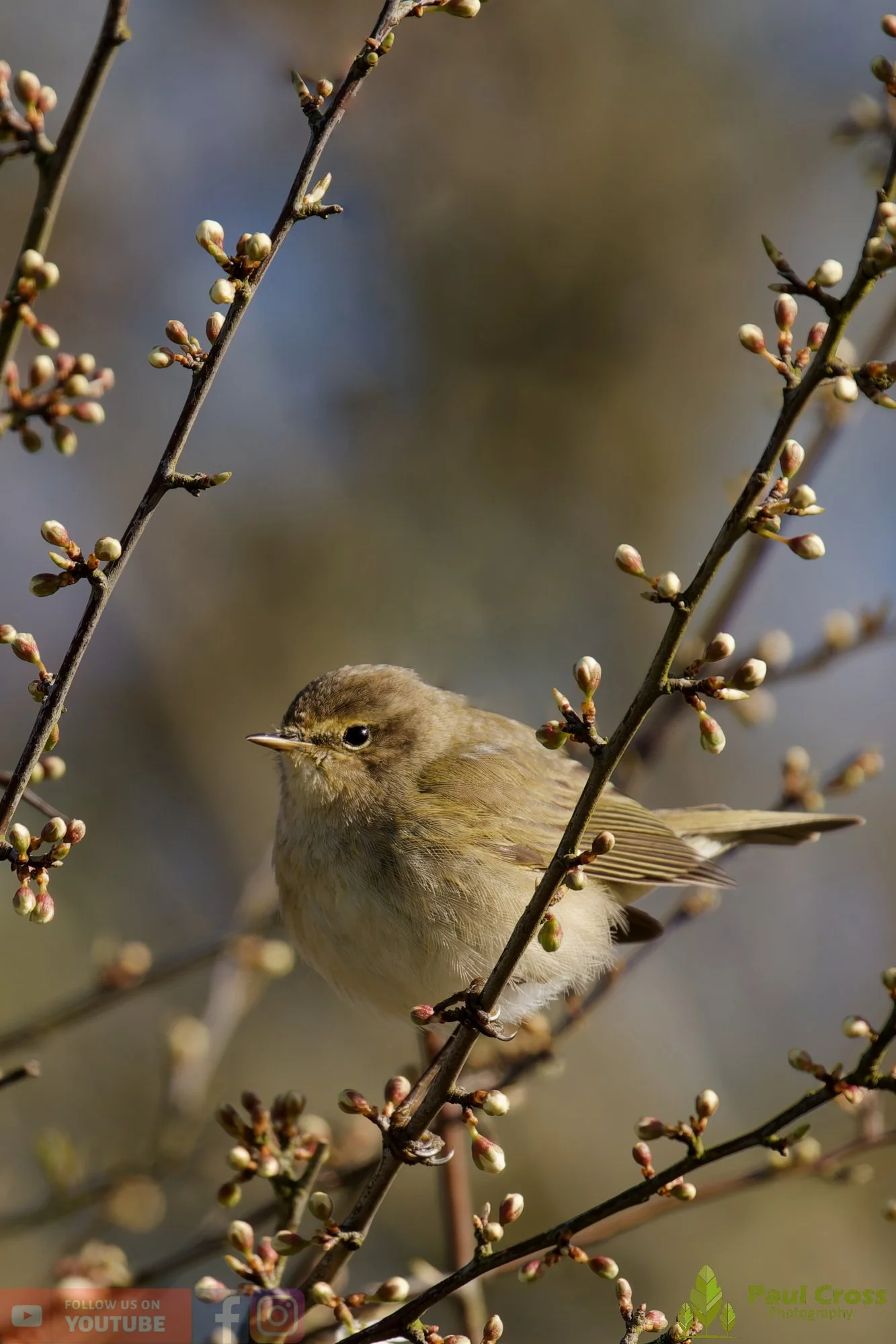 Chiffchaff-00154.jpg