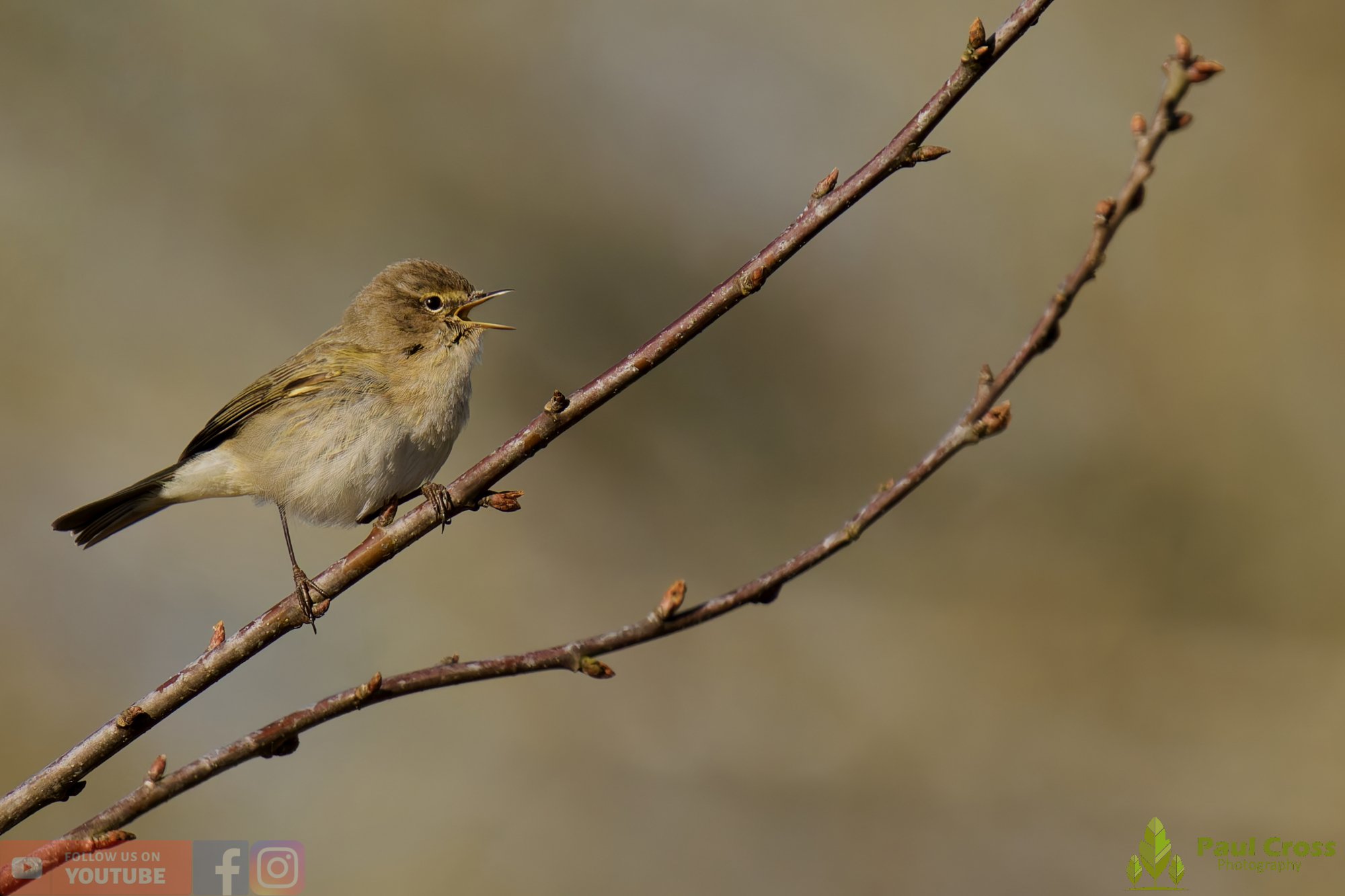 Chiffchaff-00155.jpg