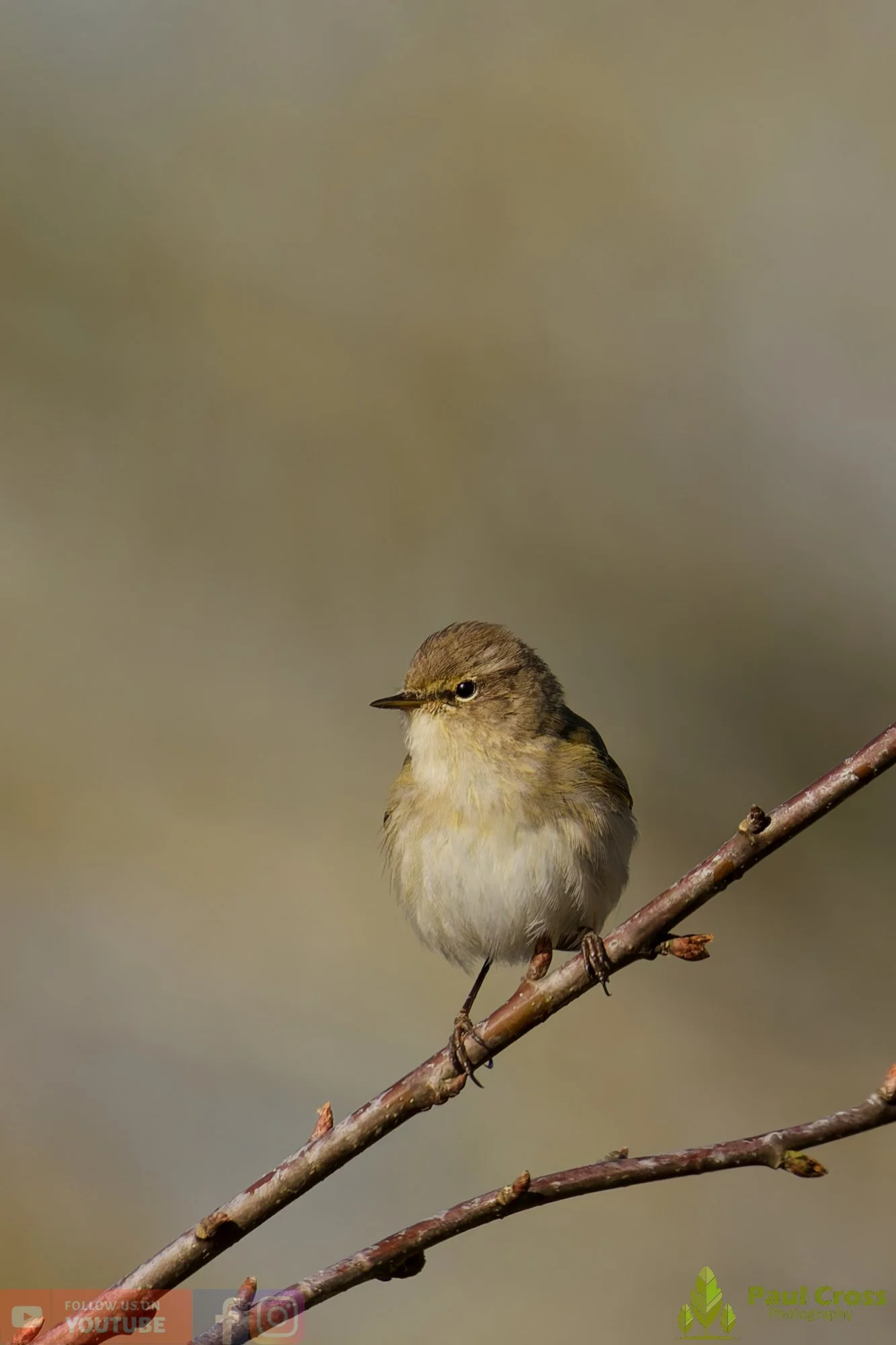 Chiffchaff-00159.jpg