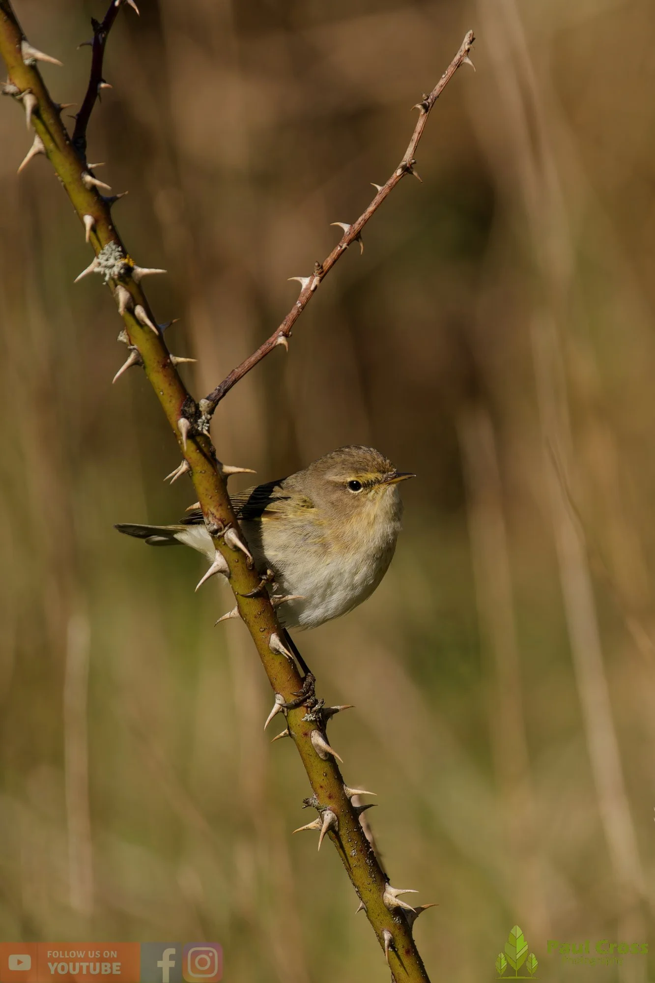 Chiffchaff-00163.jpg