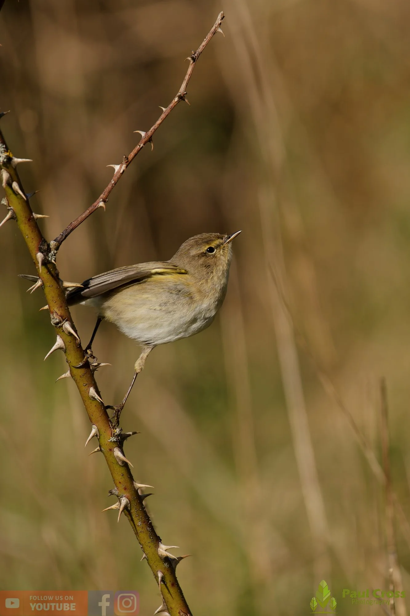 Chiffchaff-00164.jpg