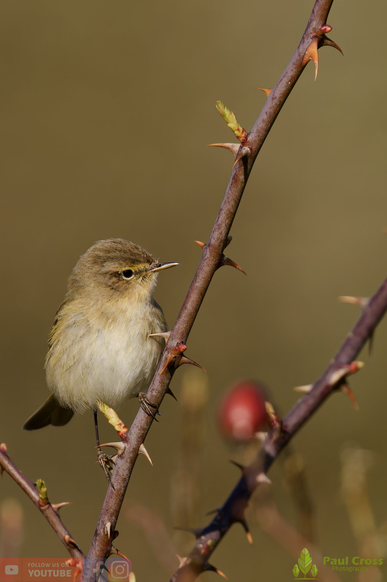 Chiffchaff-00165.jpg