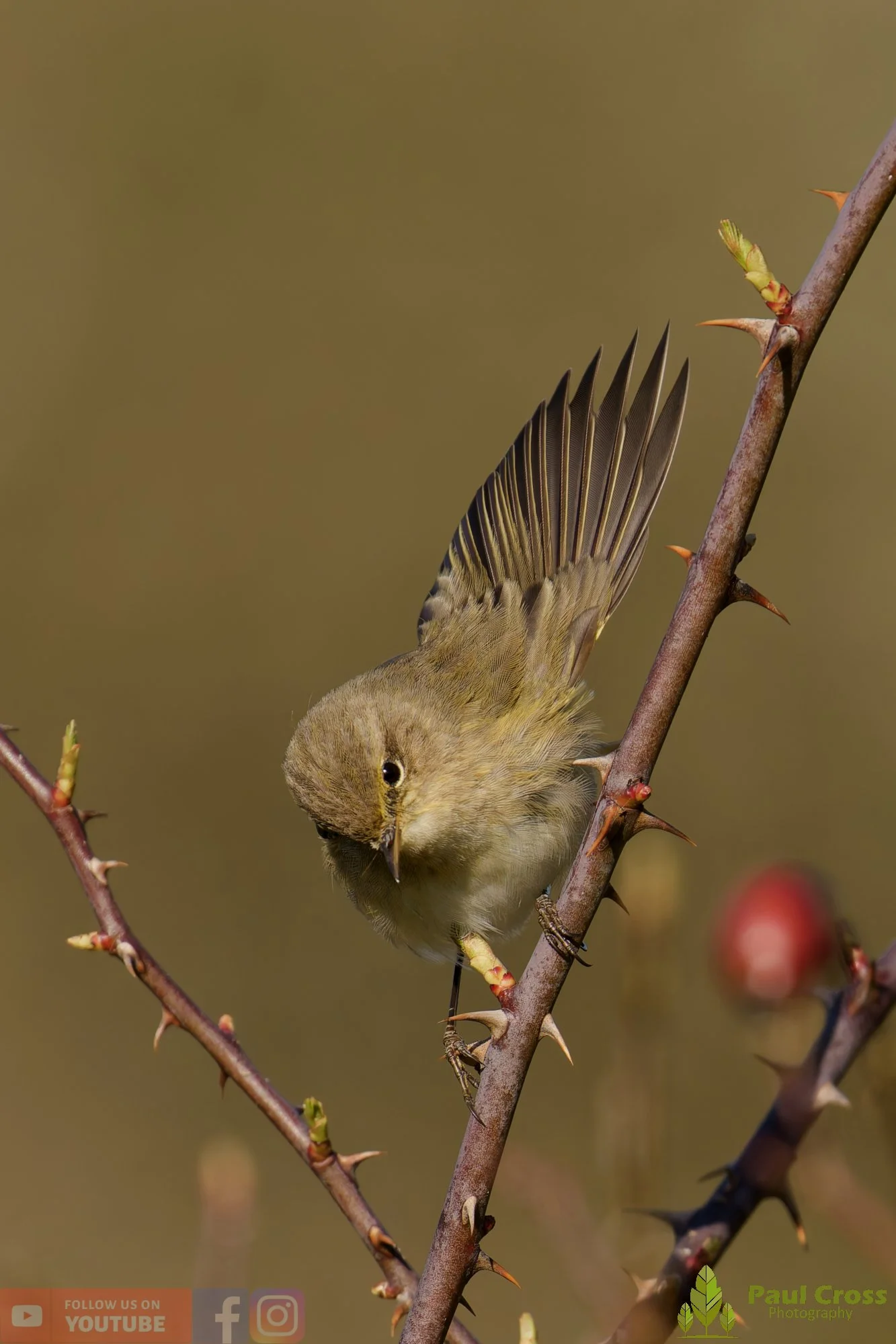 Chiffchaff-00166.jpg