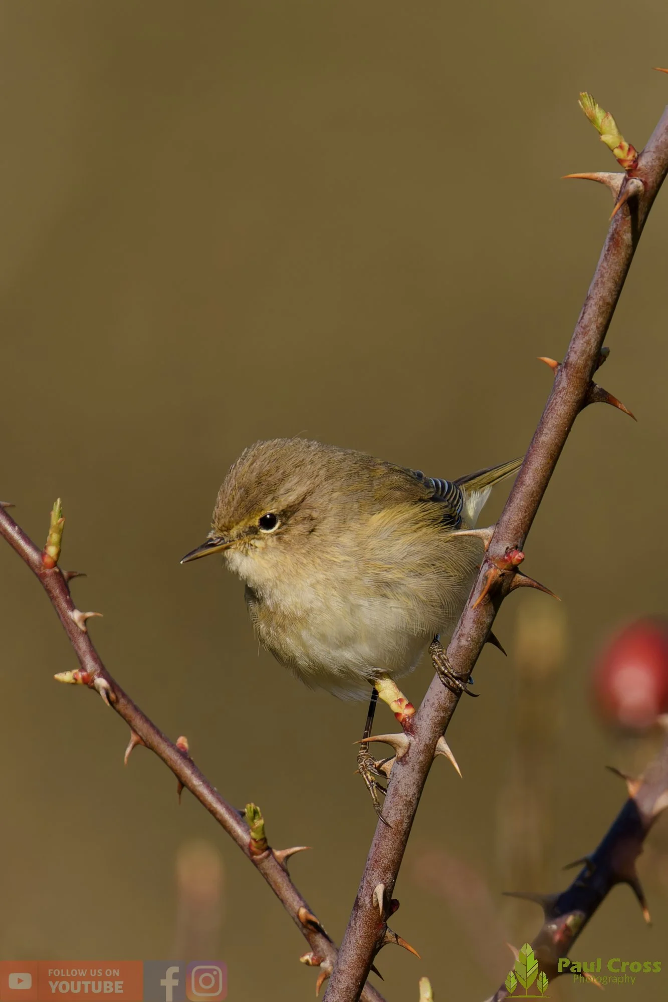 Chiffchaff-00167.jpg