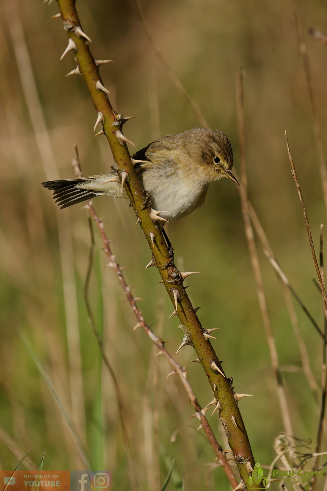 Chiffchaff-00168.jpg