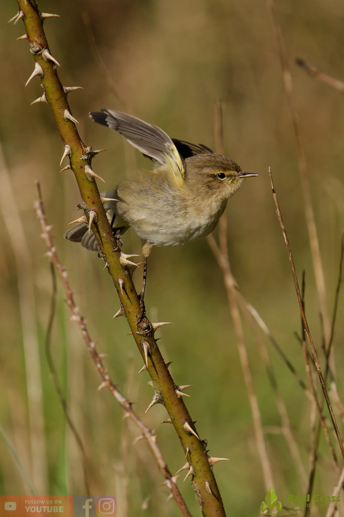 Chiffchaff-00169.jpg