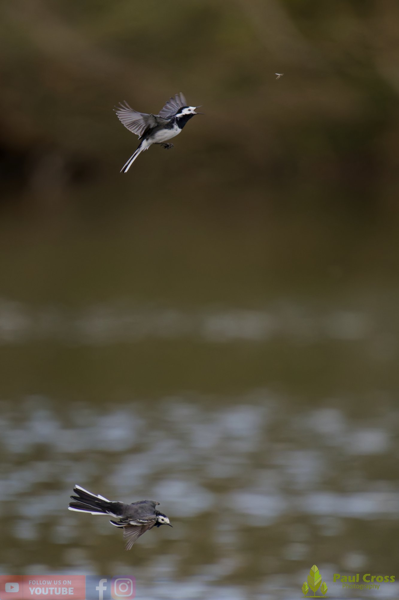 Pied Wagtail-00068.jpg