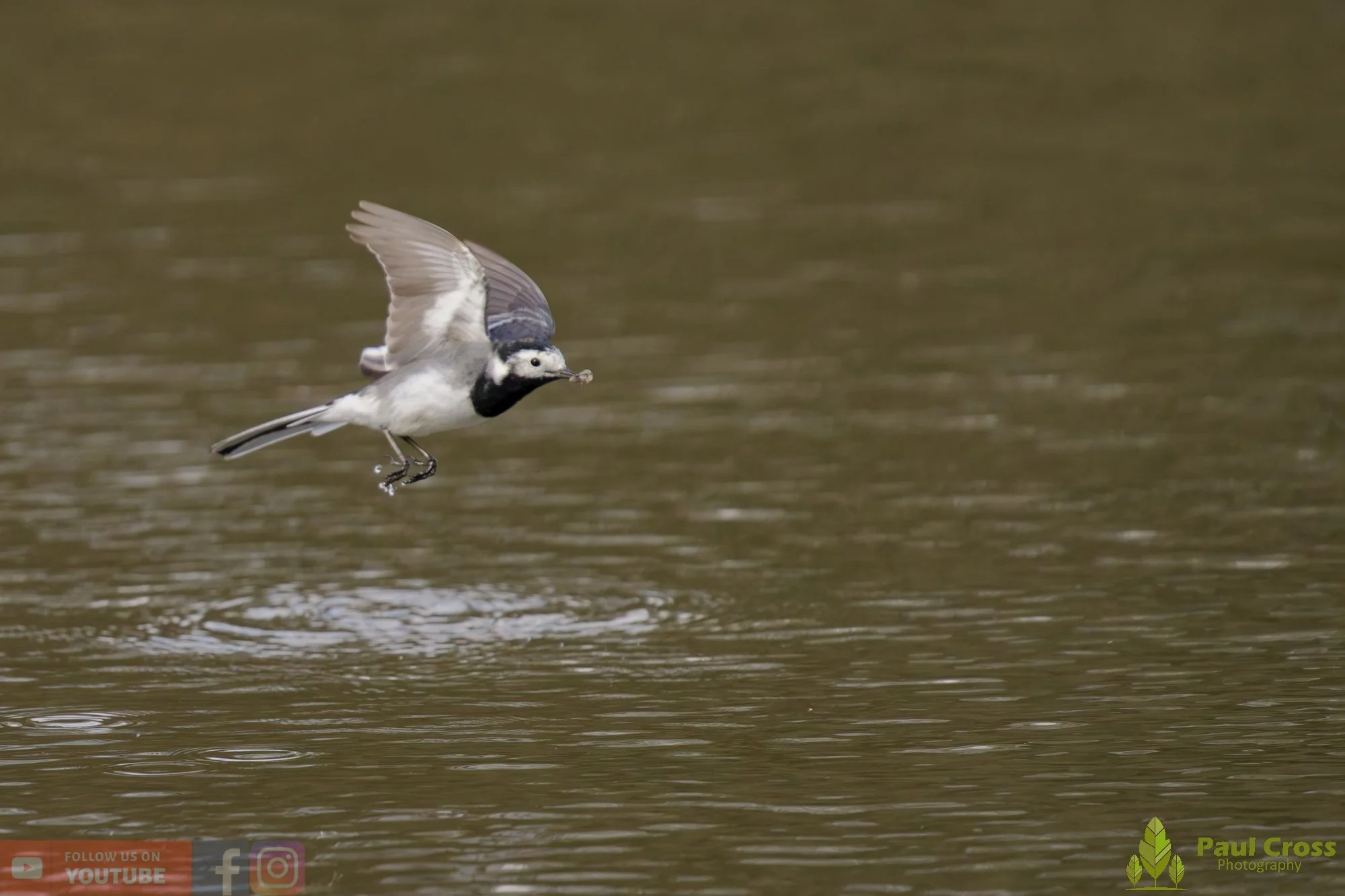 Pied Wagtail-00065.jpg
