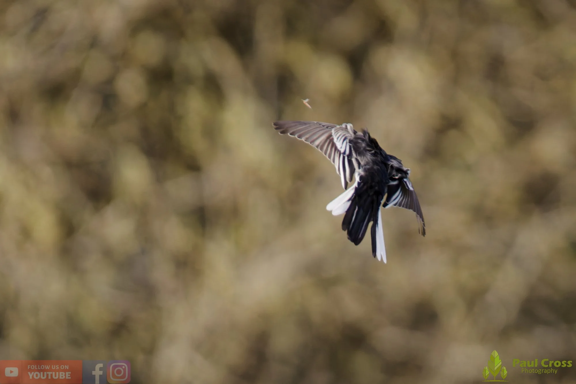 Pied Wagtail-00069.jpg