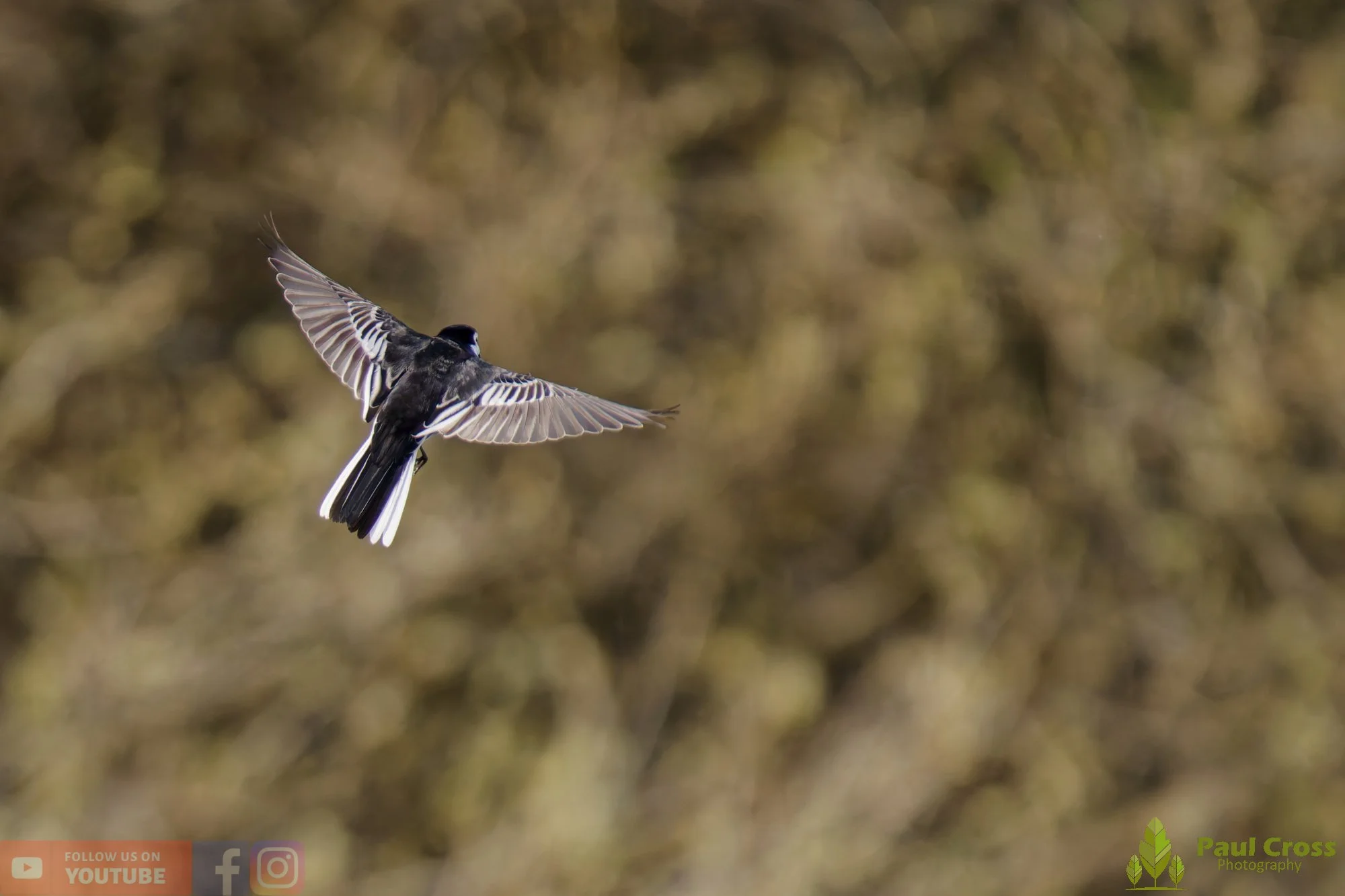 Pied Wagtail-00072.jpg