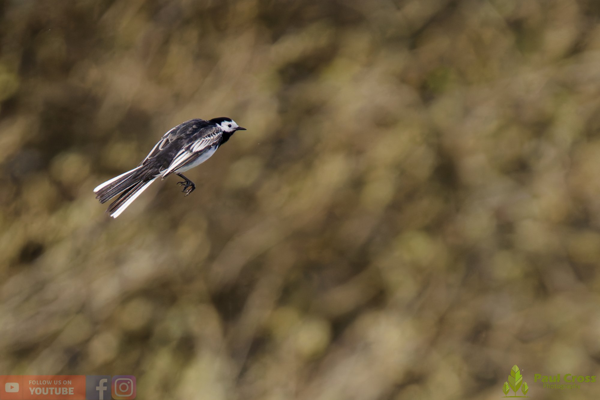 Pied Wagtail-00073.jpg