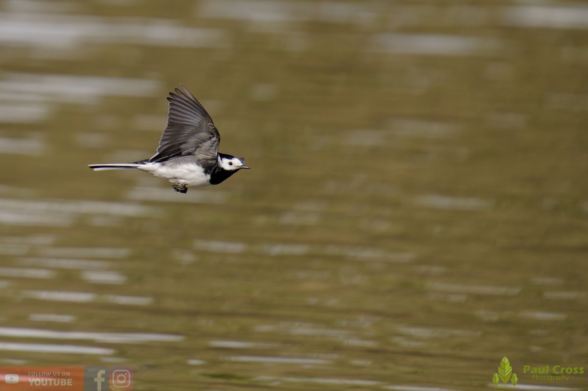 Pied Wagtail-00074.jpg