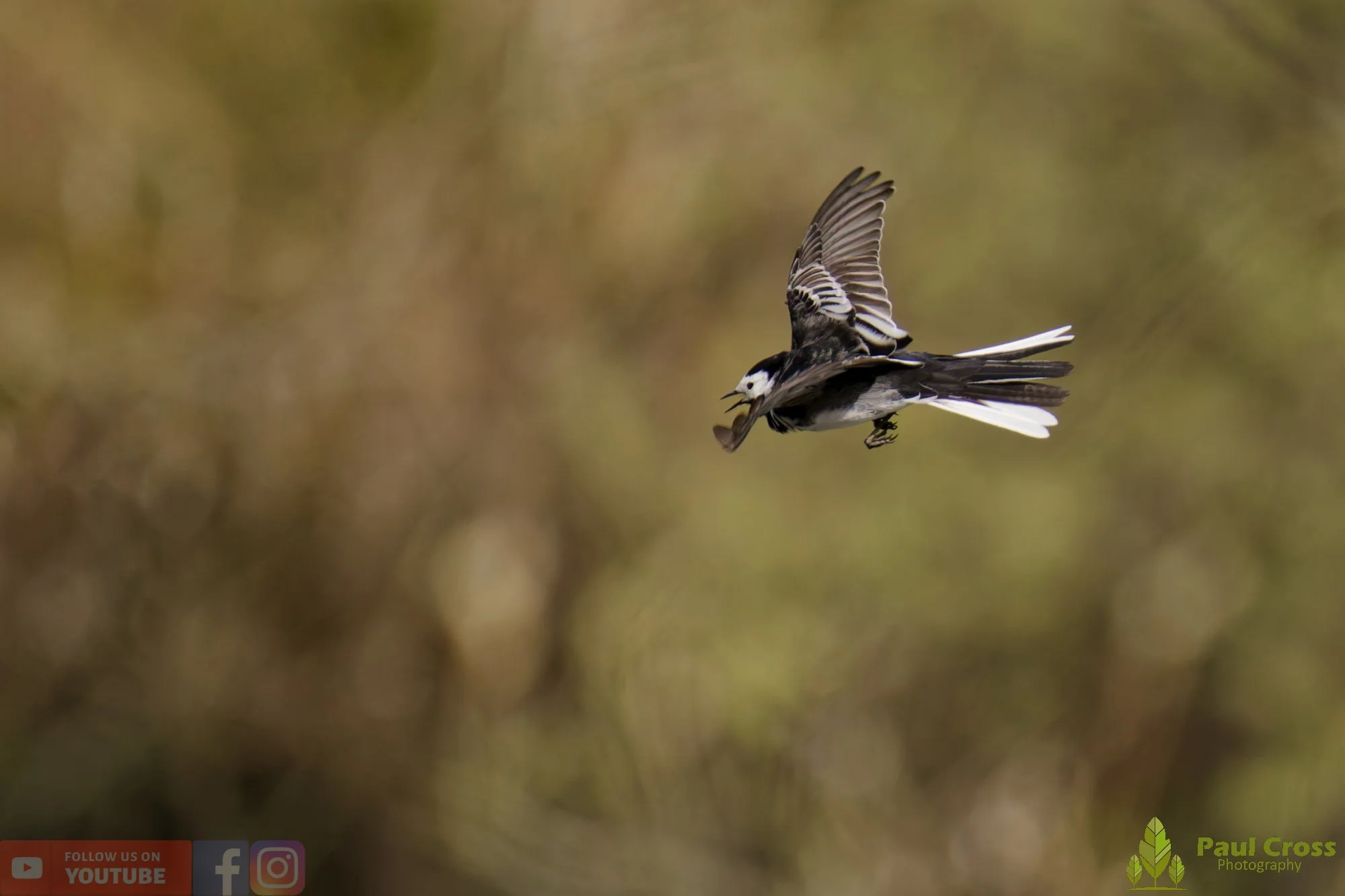Pied Wagtail-00077.jpg