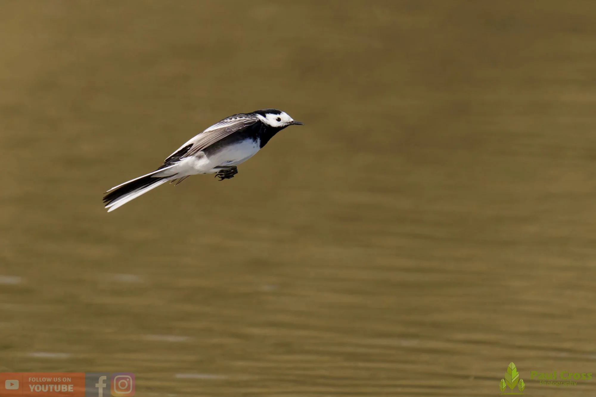 Pied Wagtail-00079.jpg