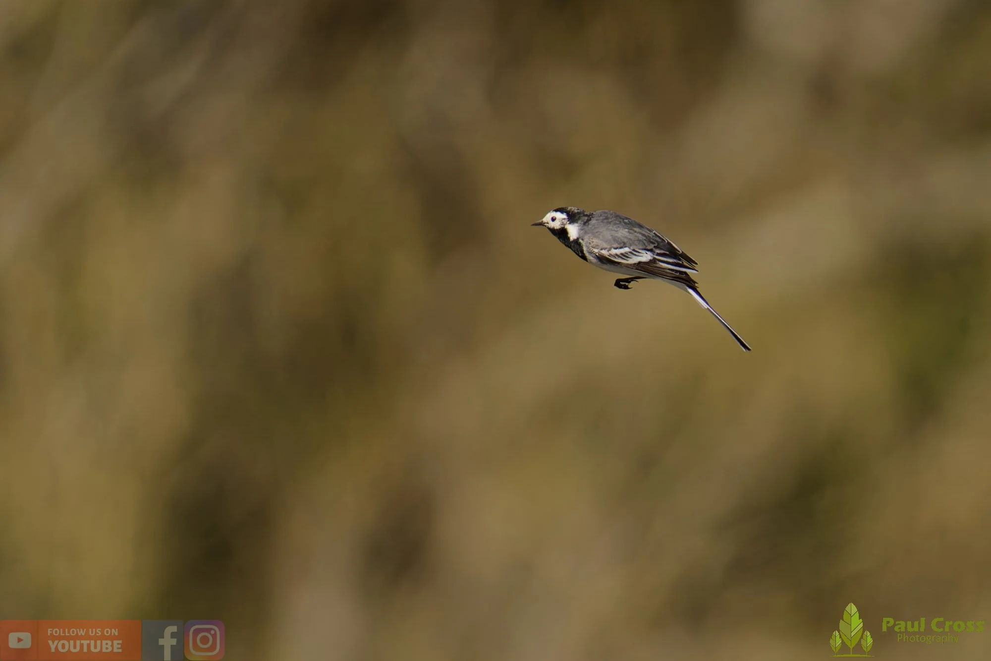 Pied Wagtail-00080.jpg