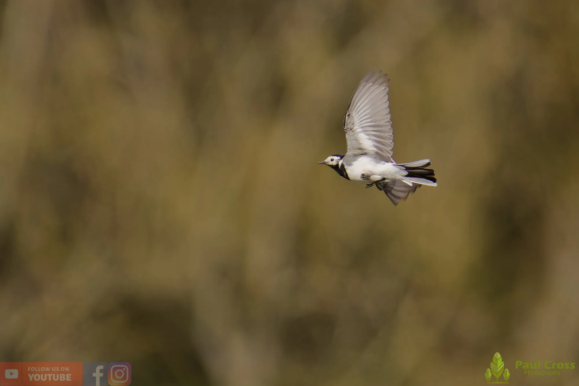 Pied Wagtail-00082.jpg