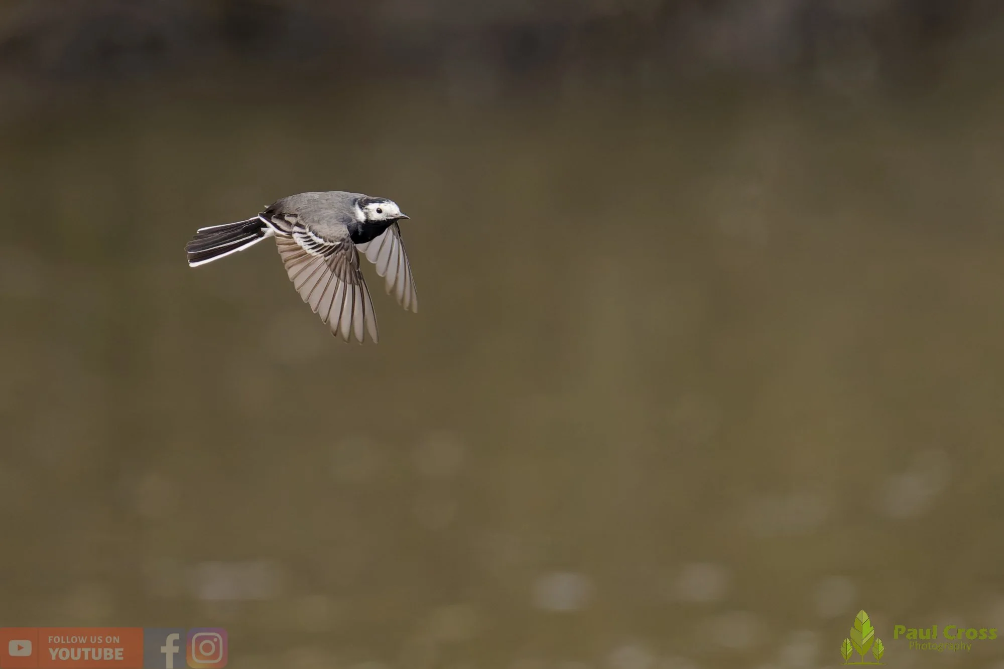 Pied Wagtail-00083.jpg
