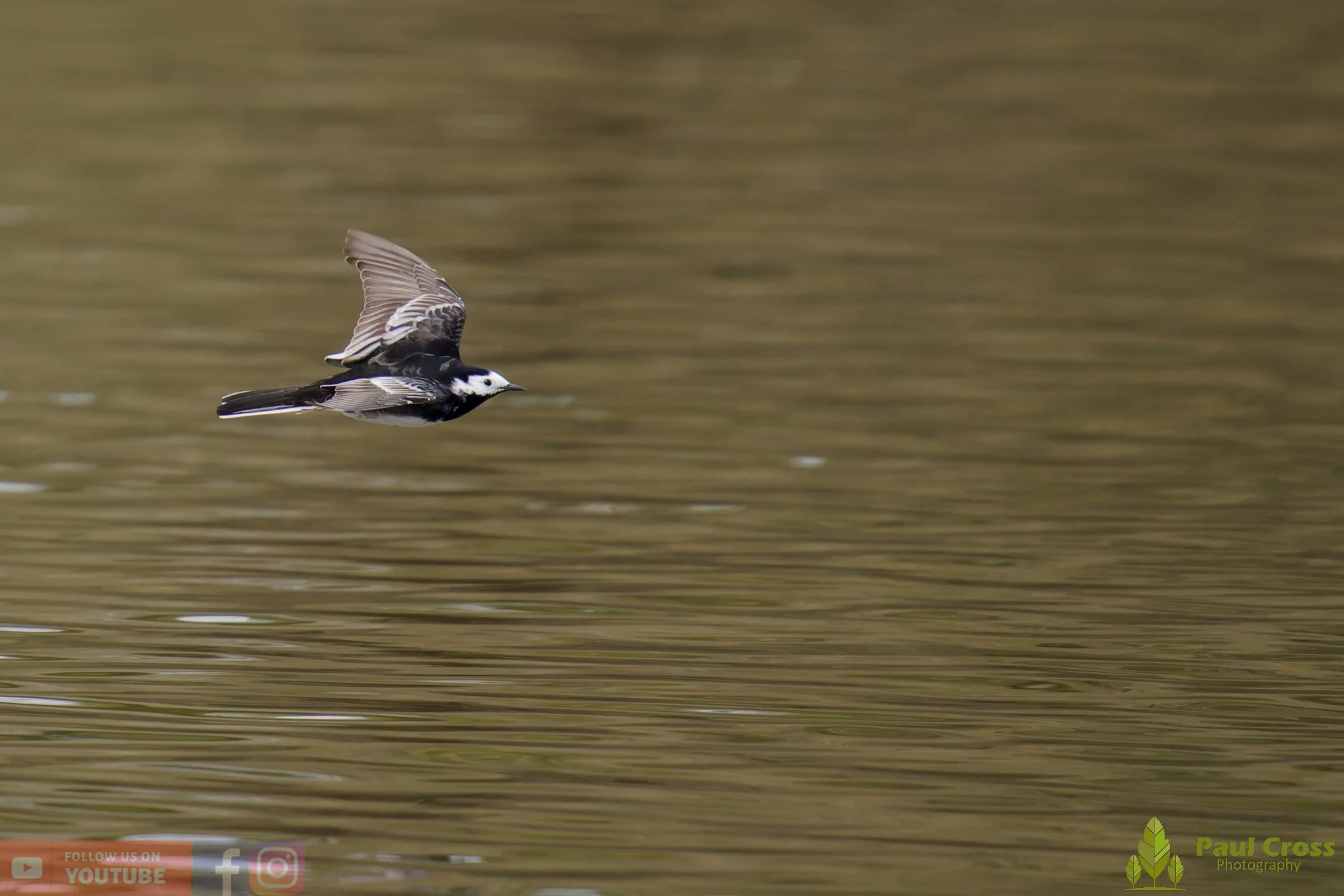 Pied Wagtail-00088.jpg
