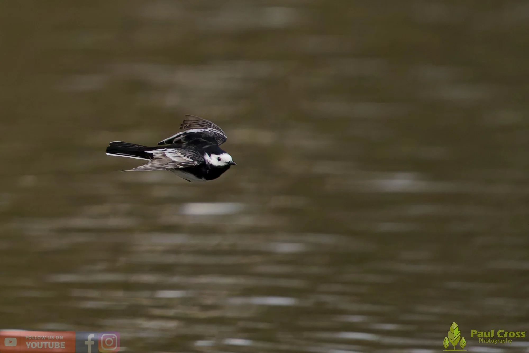 Pied Wagtail-00089.jpg