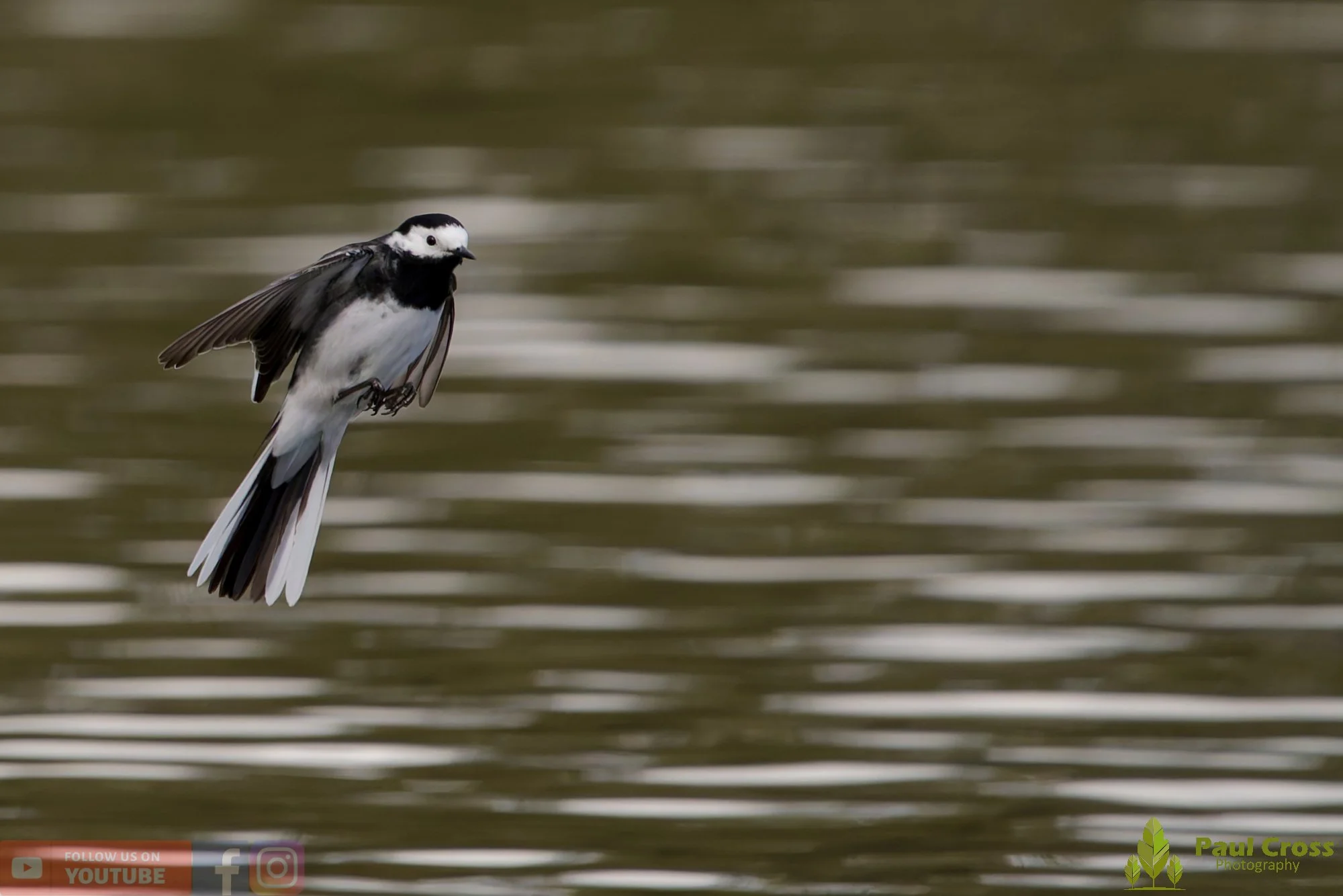 Pied Wagtail-00090.jpg