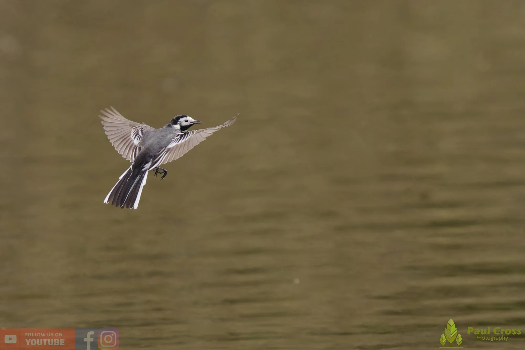 Pied Wagtail-00091.jpg