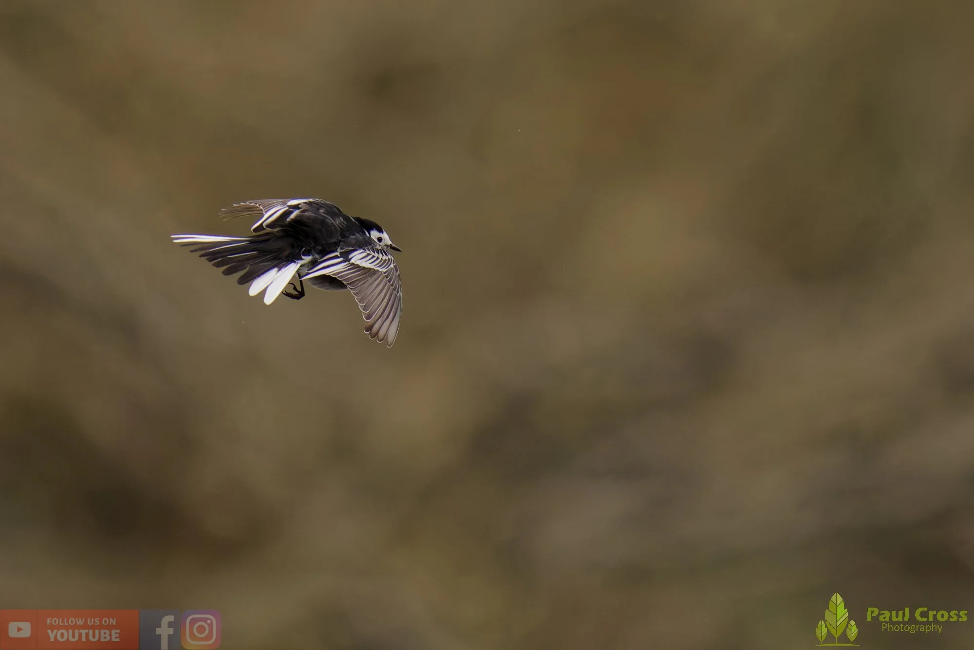 Pied Wagtail-00094.jpg