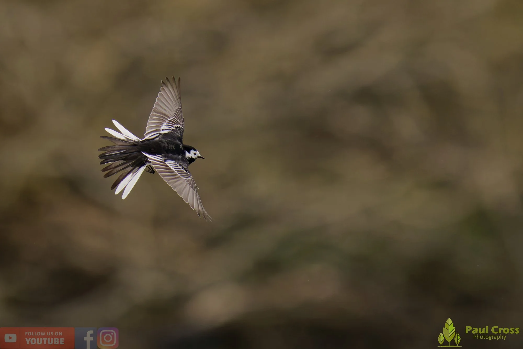 Pied Wagtail-00095.jpg