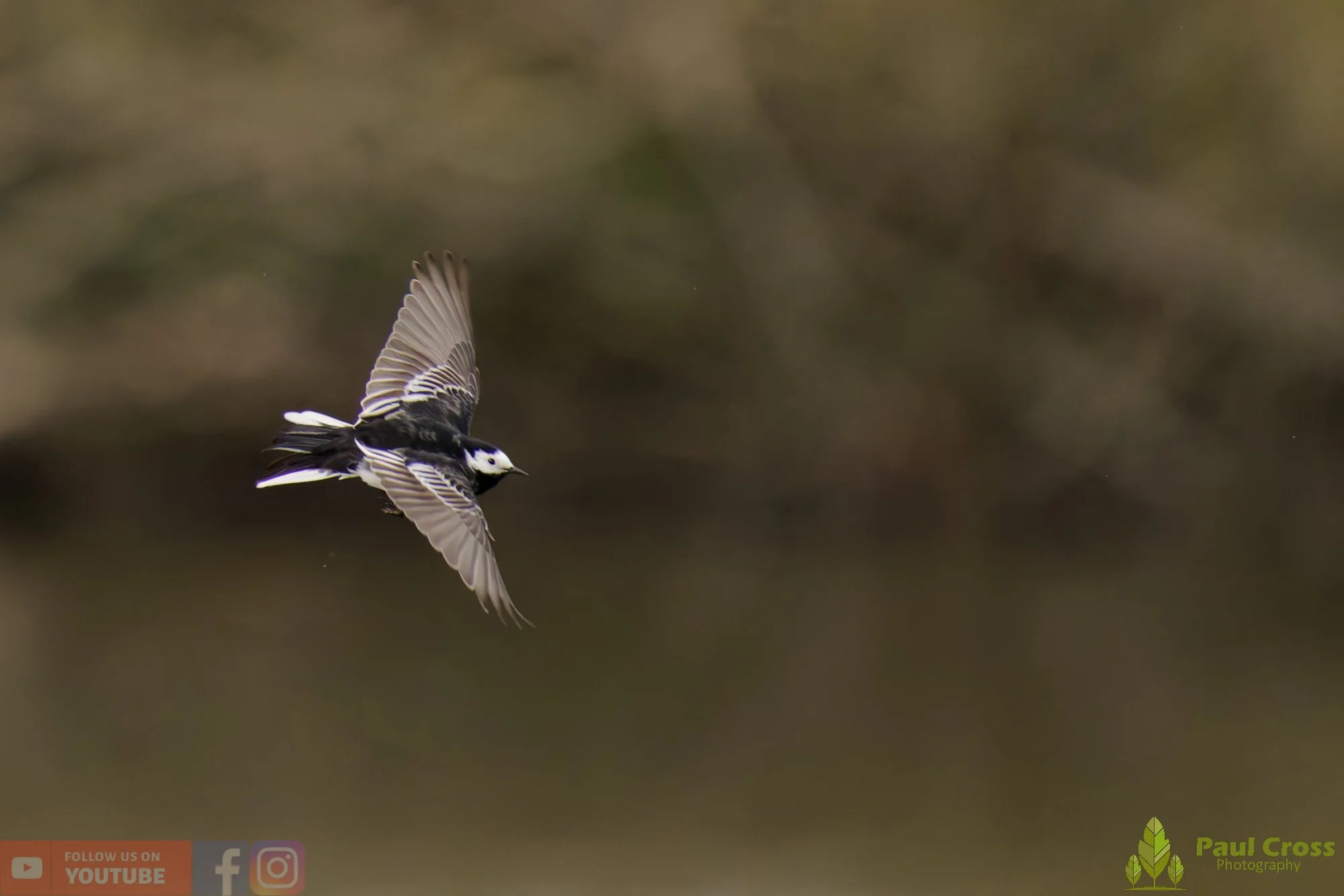 Pied Wagtail-00096.jpg