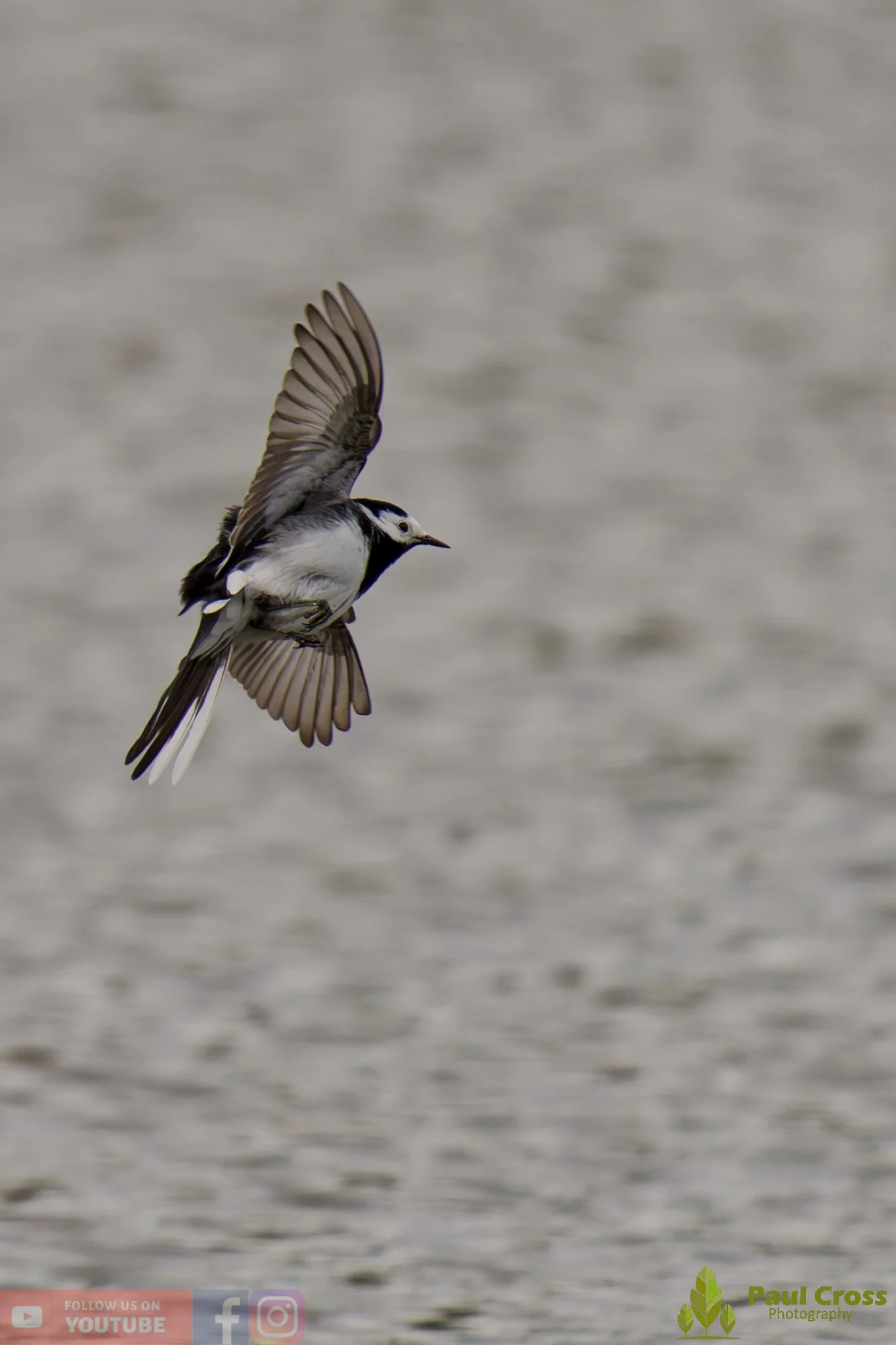 Pied Wagtail-00098.jpg