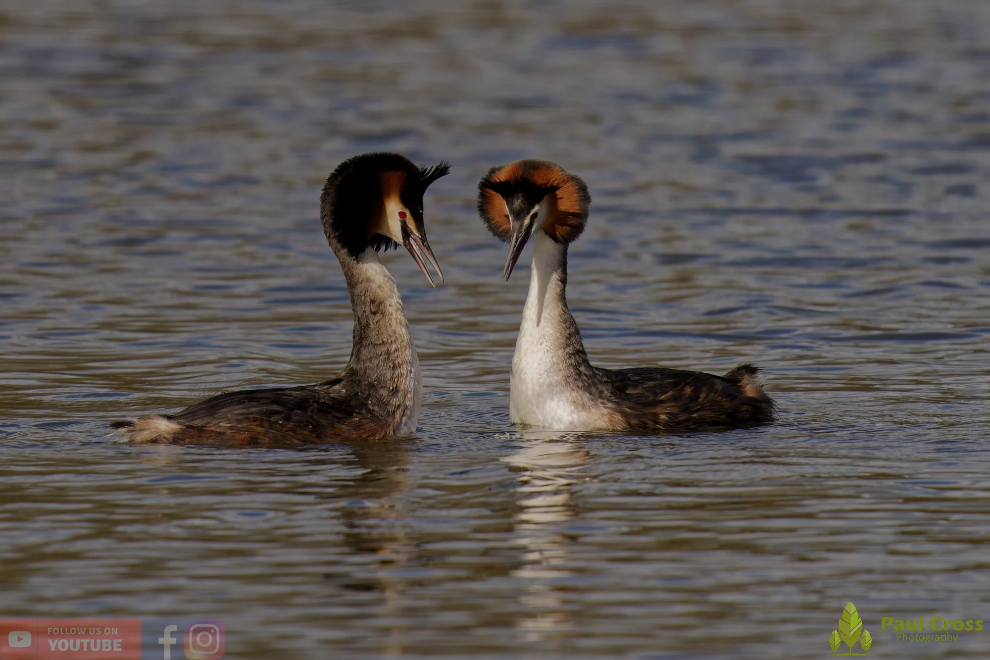 Great Crested Grebe-01063.jpg