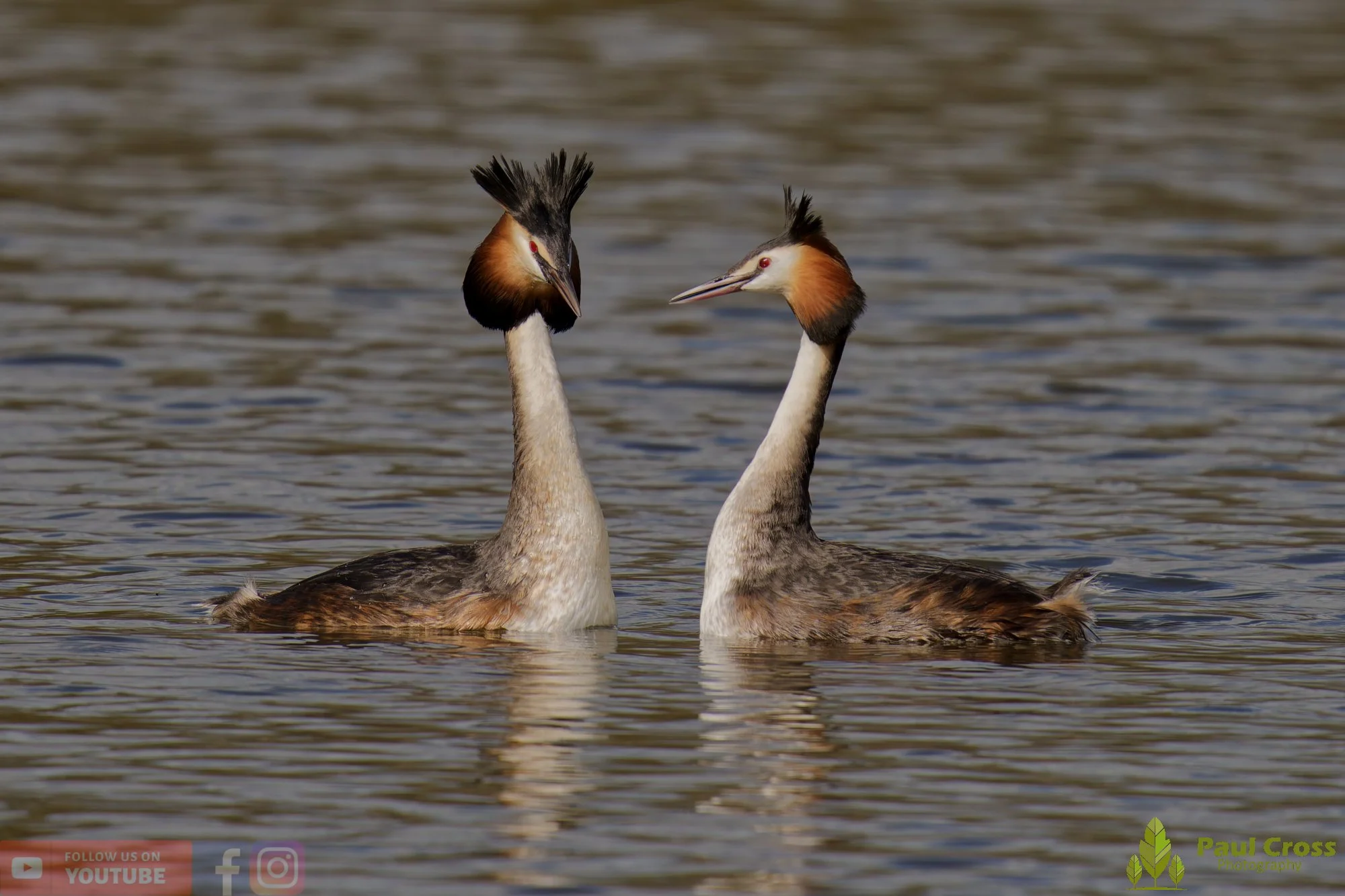 Great Crested Grebe-01067.jpg