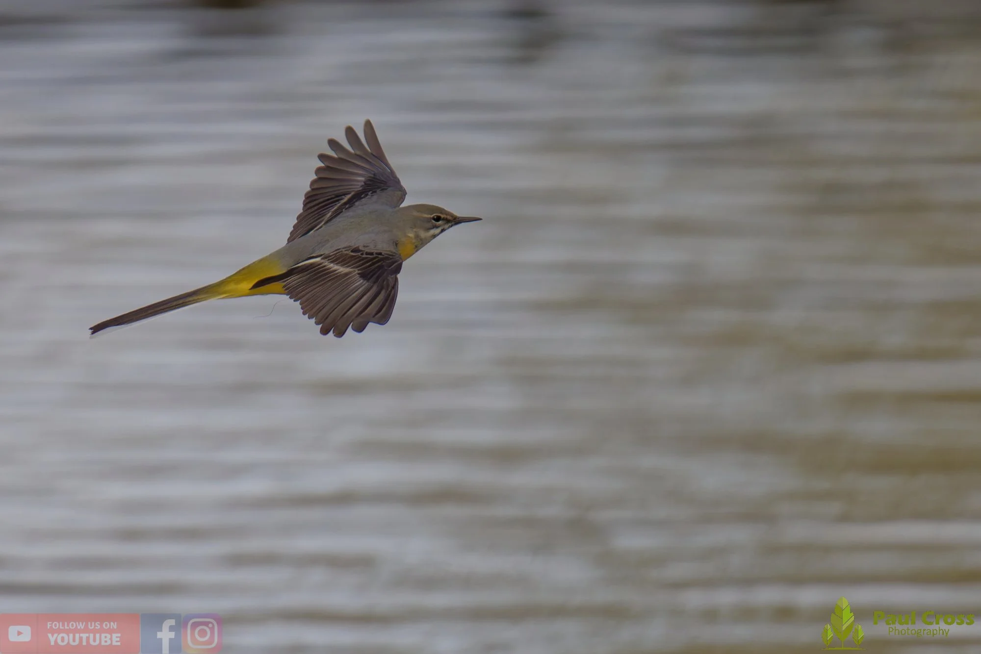 Grey Wagtail-00155.jpg
