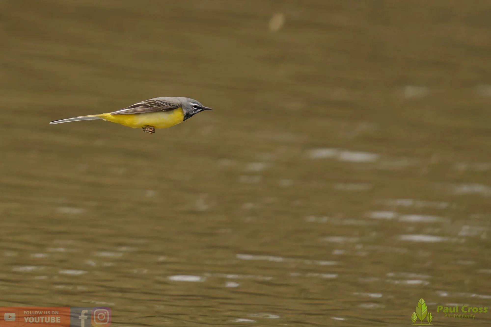 Grey Wagtail-00156.jpg