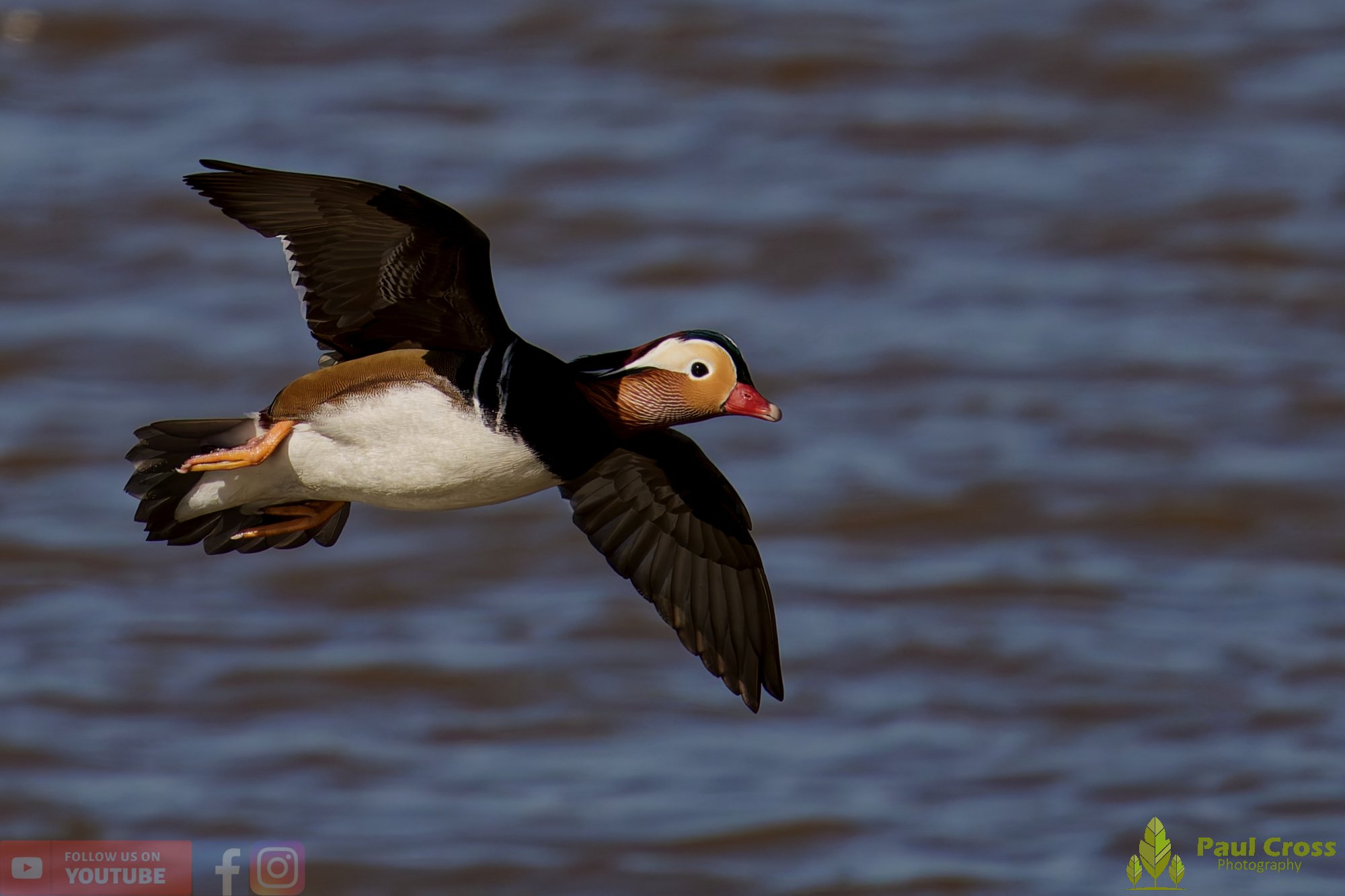 Mandarin Duck-00159.jpg
