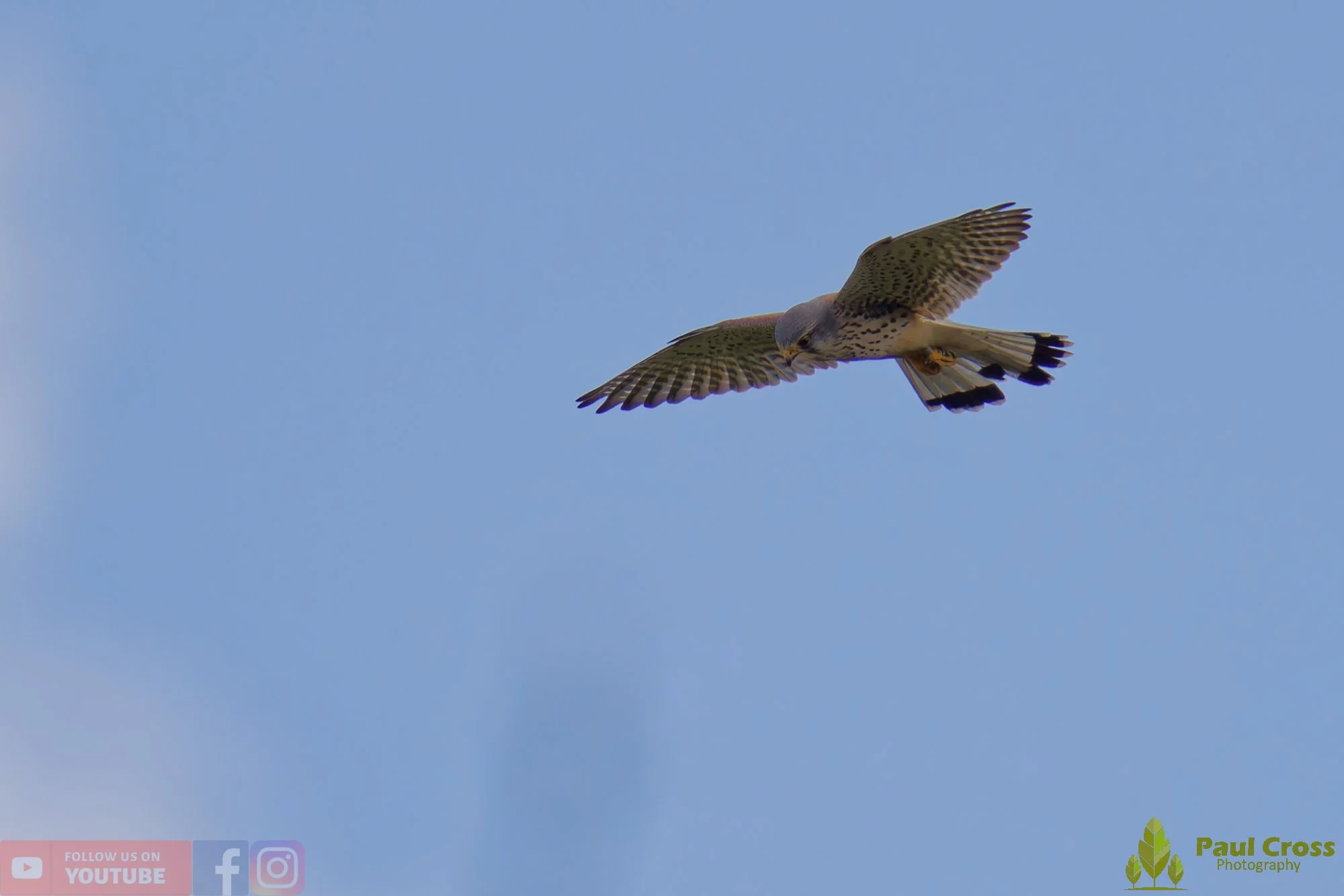 Kestrel-00151.jpg