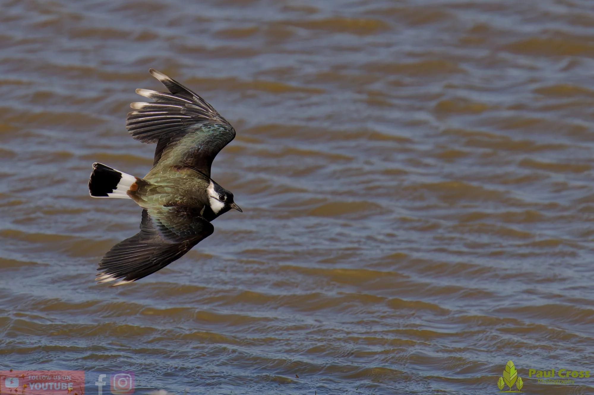 Northern lapwing-00144.jpg