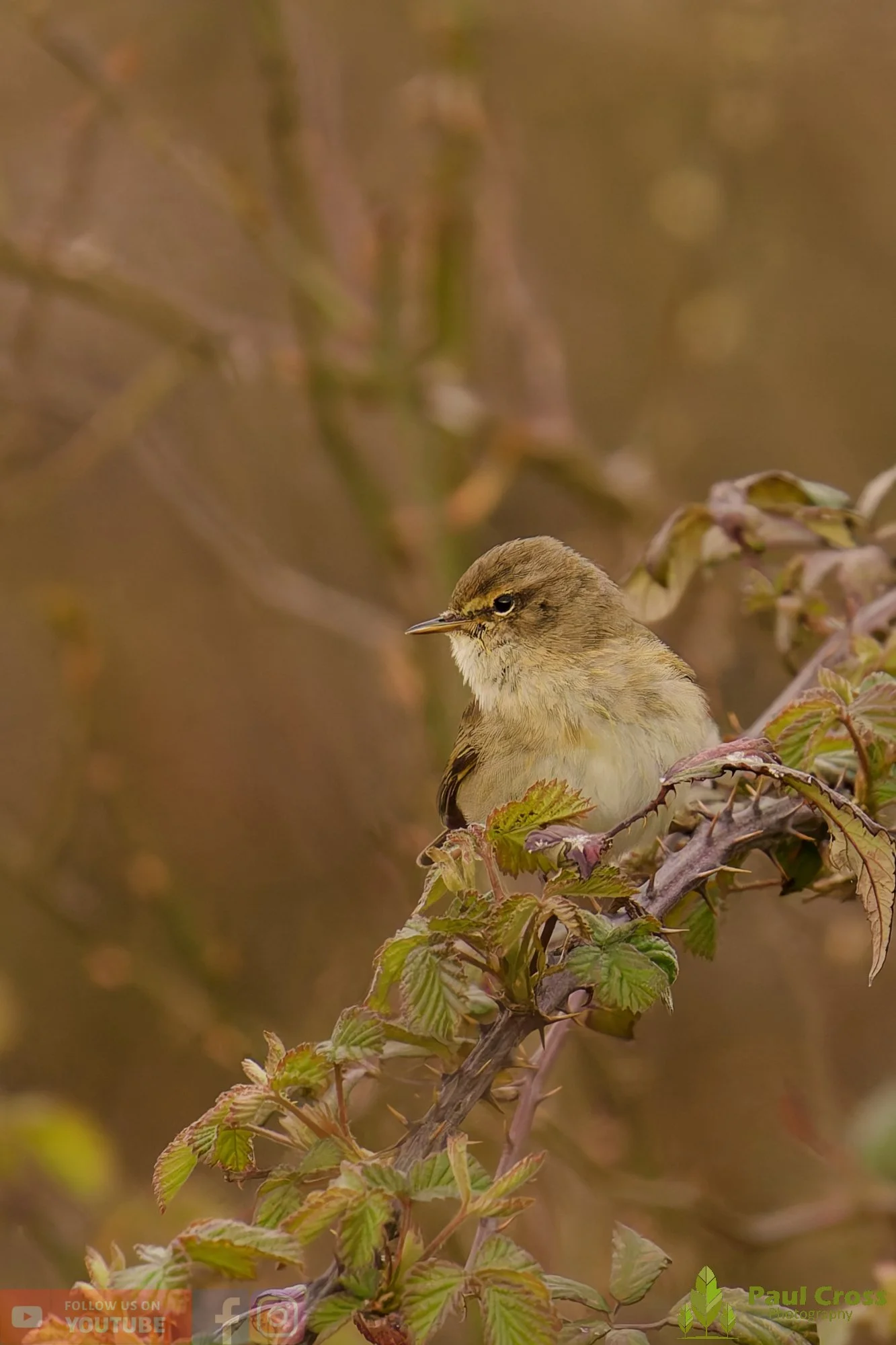 Chiffchaff-00171.jpg