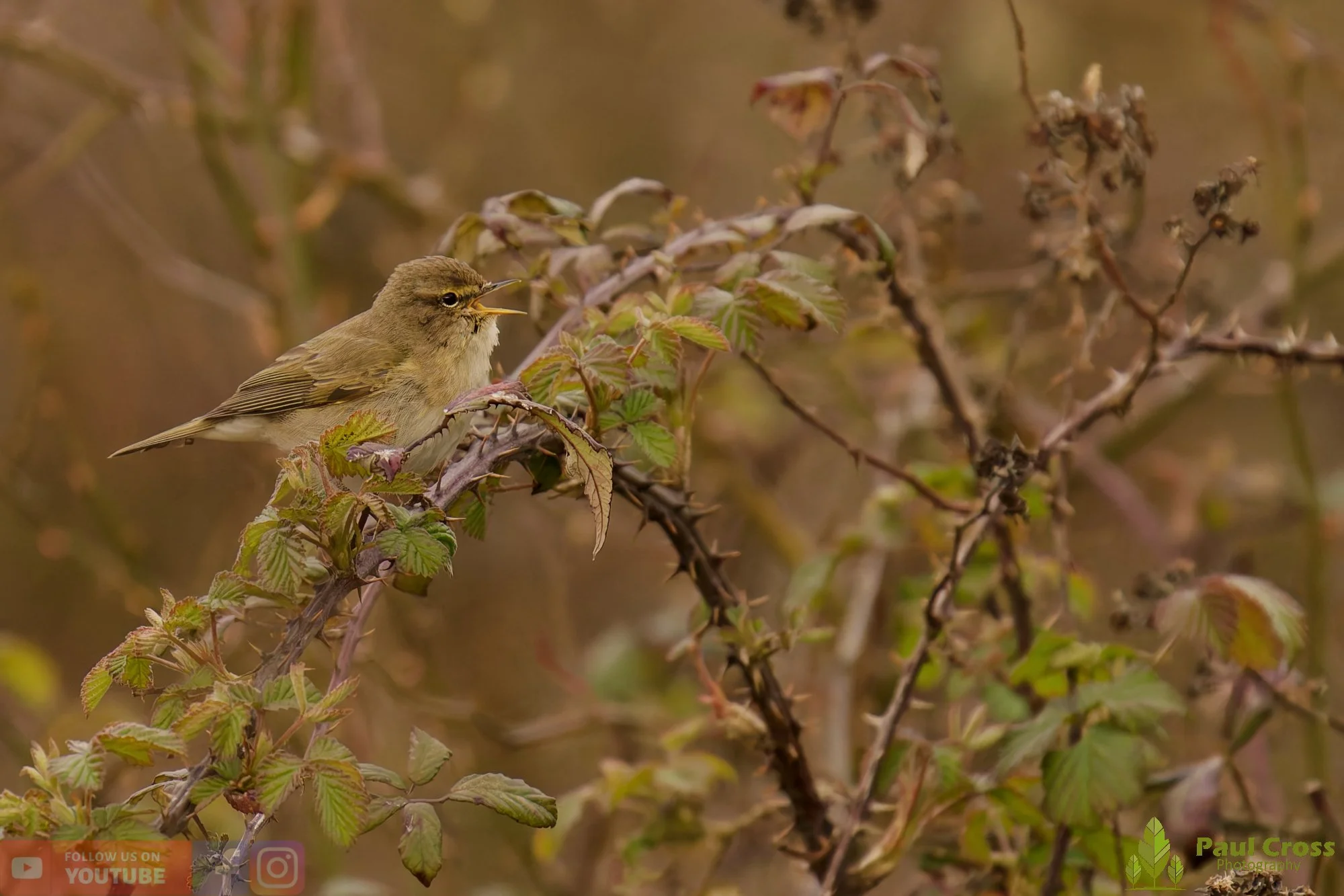 Chiffchaff-00170.jpg