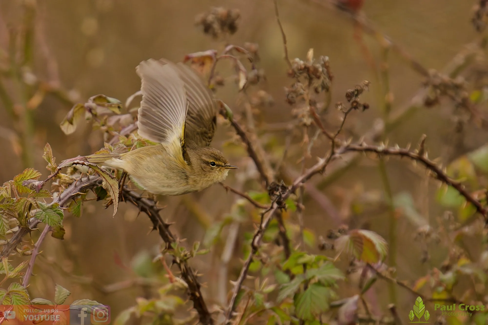 Chiffchaff-00172.jpg
