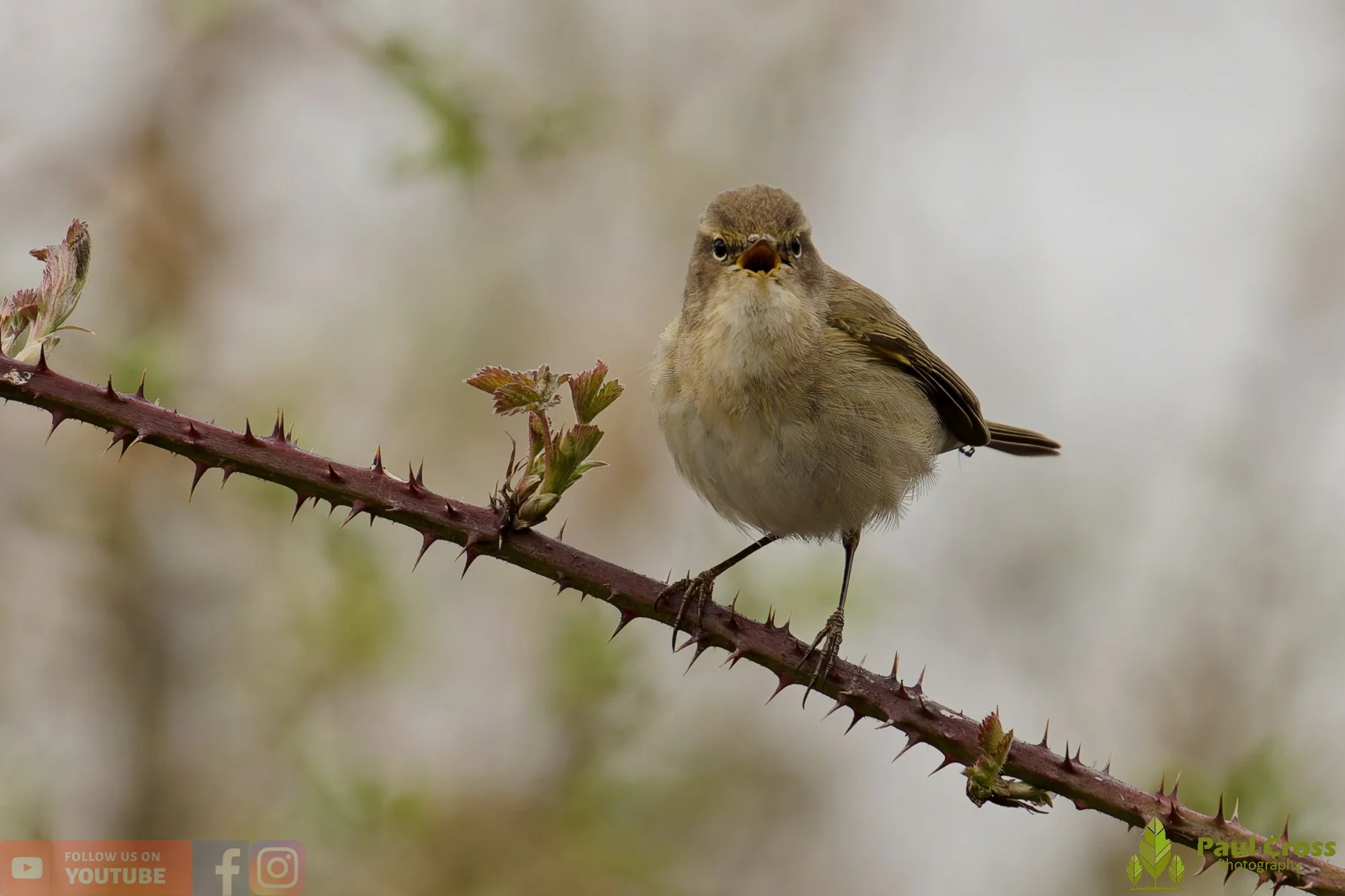 Chiffchaff-00173.jpg