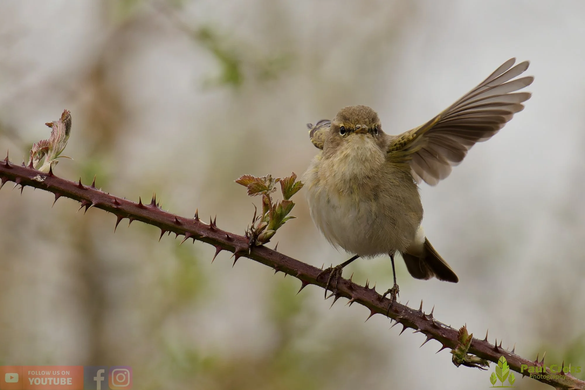 Chiffchaff-00174.jpg