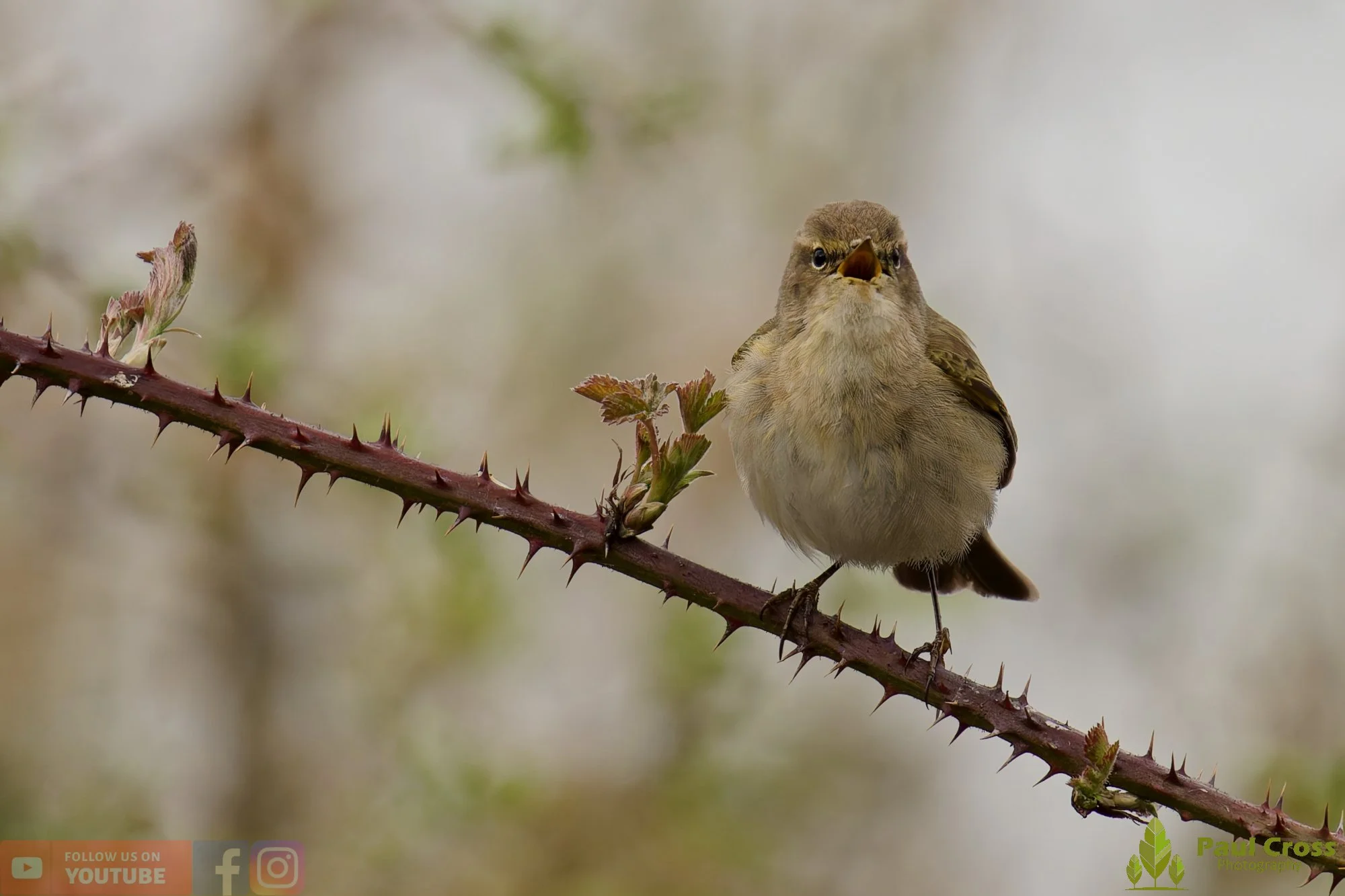 Chiffchaff-00175.jpg